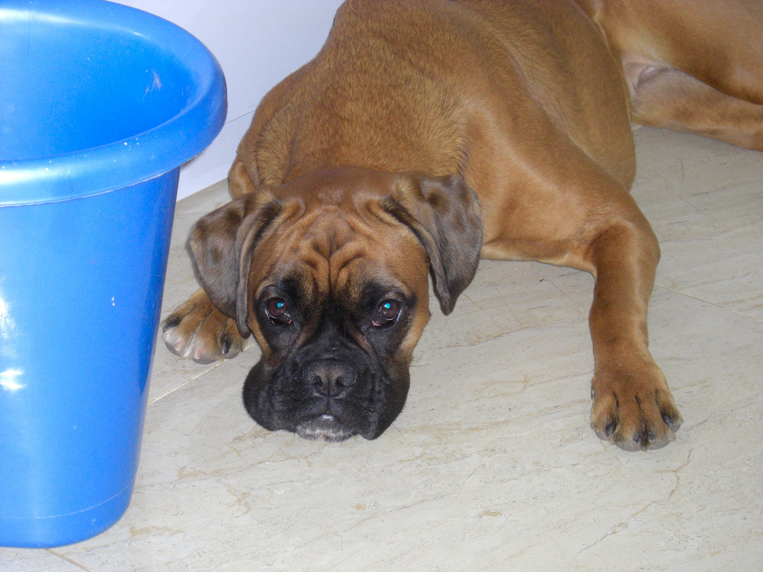 My ״Star״ Boxer Dog