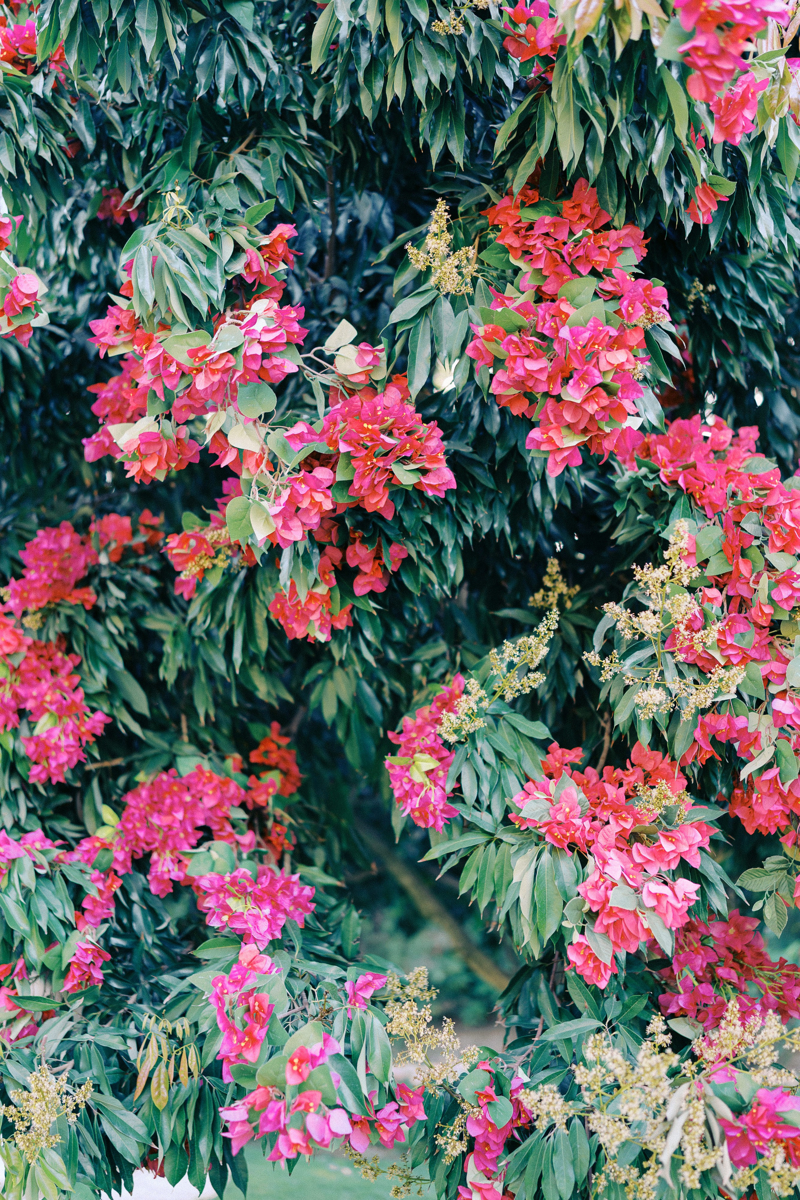 Emilee&Ryan.full. Sayulita Wedding Photographer, Puerto Vallarta, Cabo