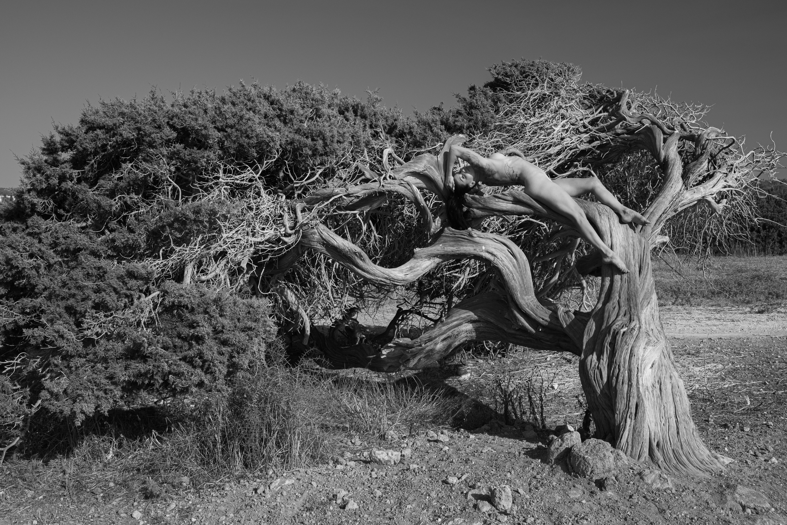nude woman on the tree