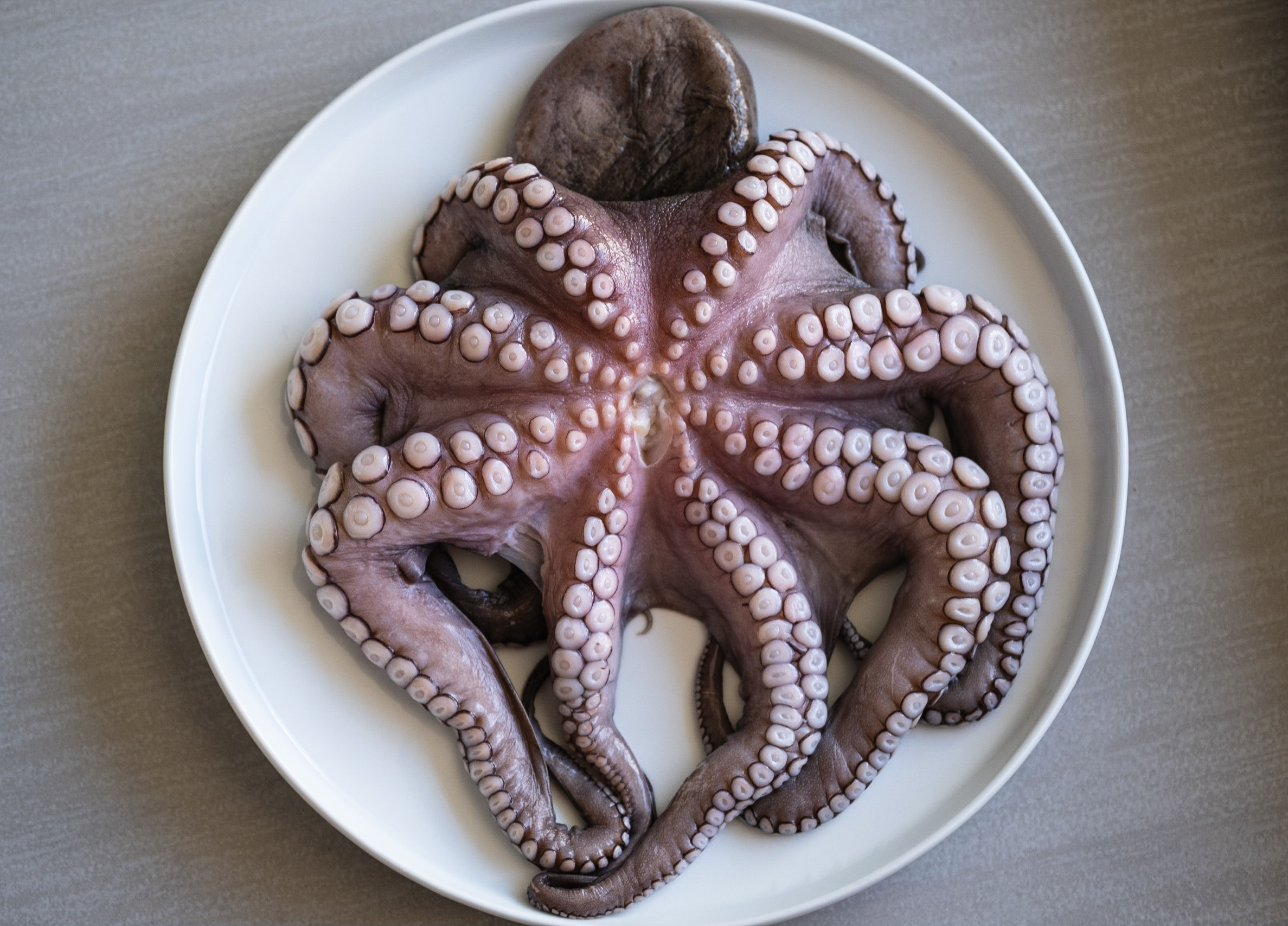octopus