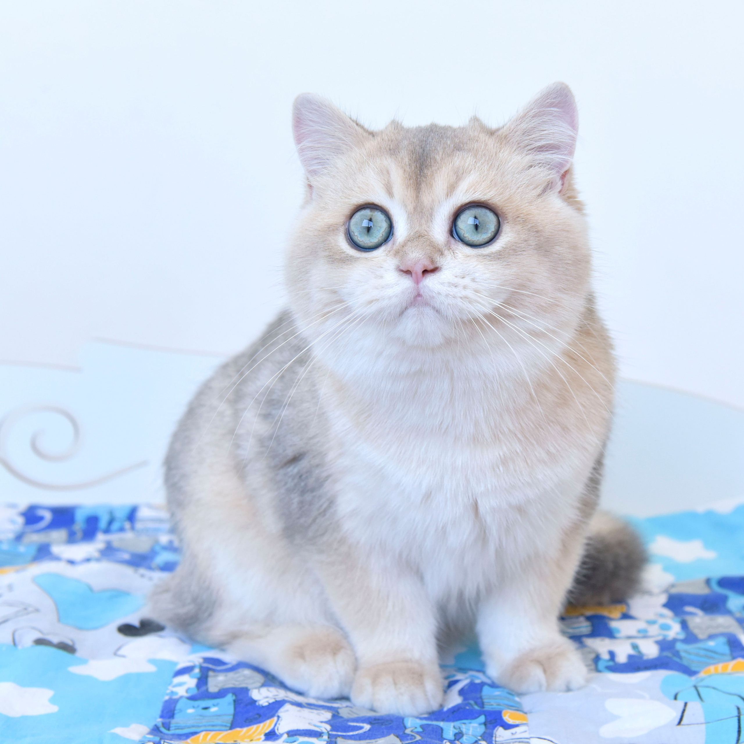 британские кошки, британские золотые кошки, британские золотые шиншиллы, питомник британских кошек, питомник золотых шиншилл, купить британскую кошку, питомник британских шиншилл в Греции, Питомник британских золотых шиншилл, британские кошки, питомник британских кошек, питомник золотых шиншилл, питомник золотых британцев, британская кошка Москва, британская золотая шиншилла Лимассол, питомник британских кошек Москва, питомник  британских кошек Ростов, британских кошек Сочи, питомник британских кошек Екатеринбург