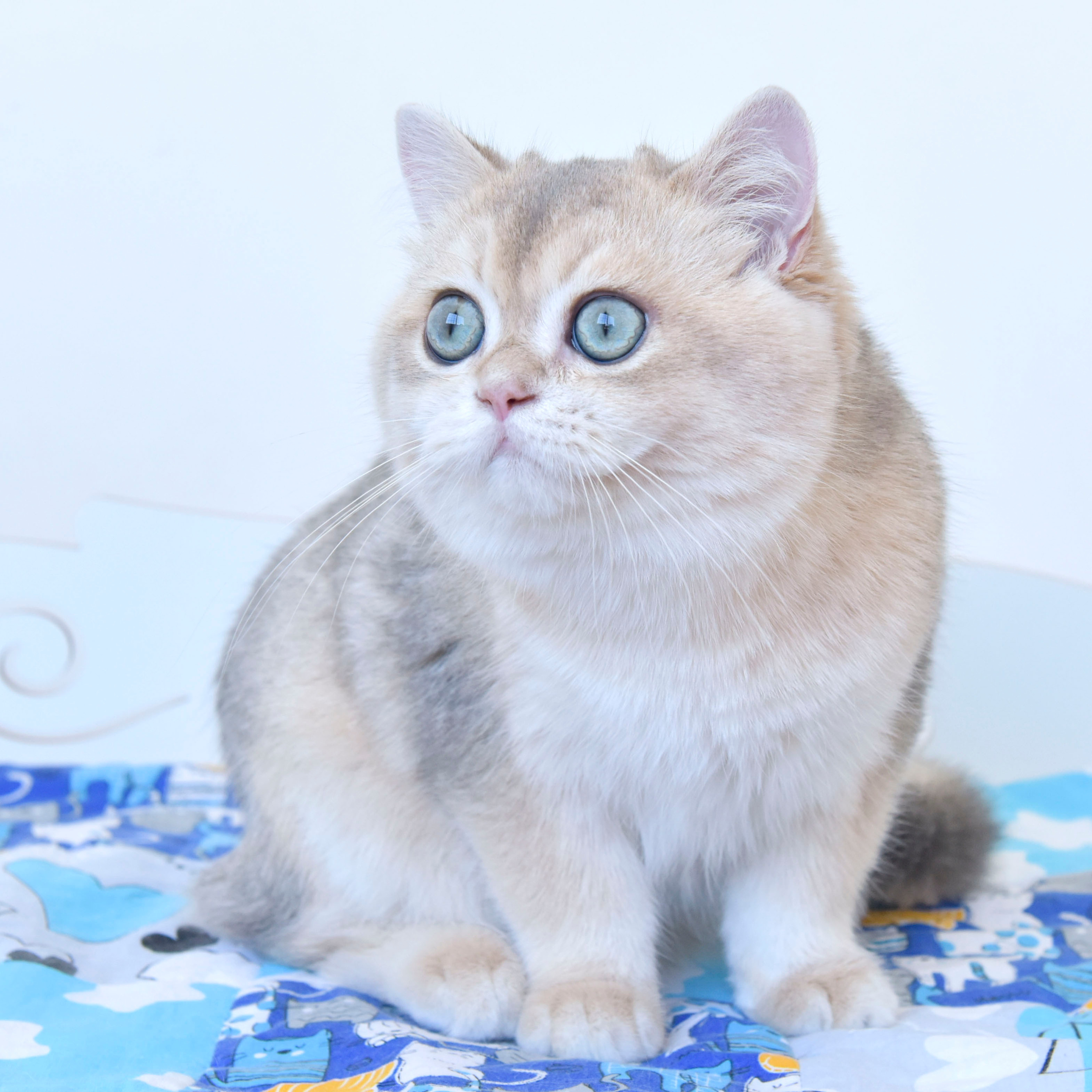 британские кошки, британские золотые кошки, британские золотые шиншиллы, питомник британских кошек, питомник золотых шиншилл, купить британскую кошку, питомник британских шиншилл в Греции, Питомник британских золотых шиншилл, британские кошки, питомник британских кошек, питомник золотых шиншилл, питомник золотых британцев, британская кошка Москва, британская золотая шиншилла Лимассол, питомник британских кошек Москва, питомник  британских кошек Ростов, британских кошек Сочи, питомник британских кошек Екатеринбург