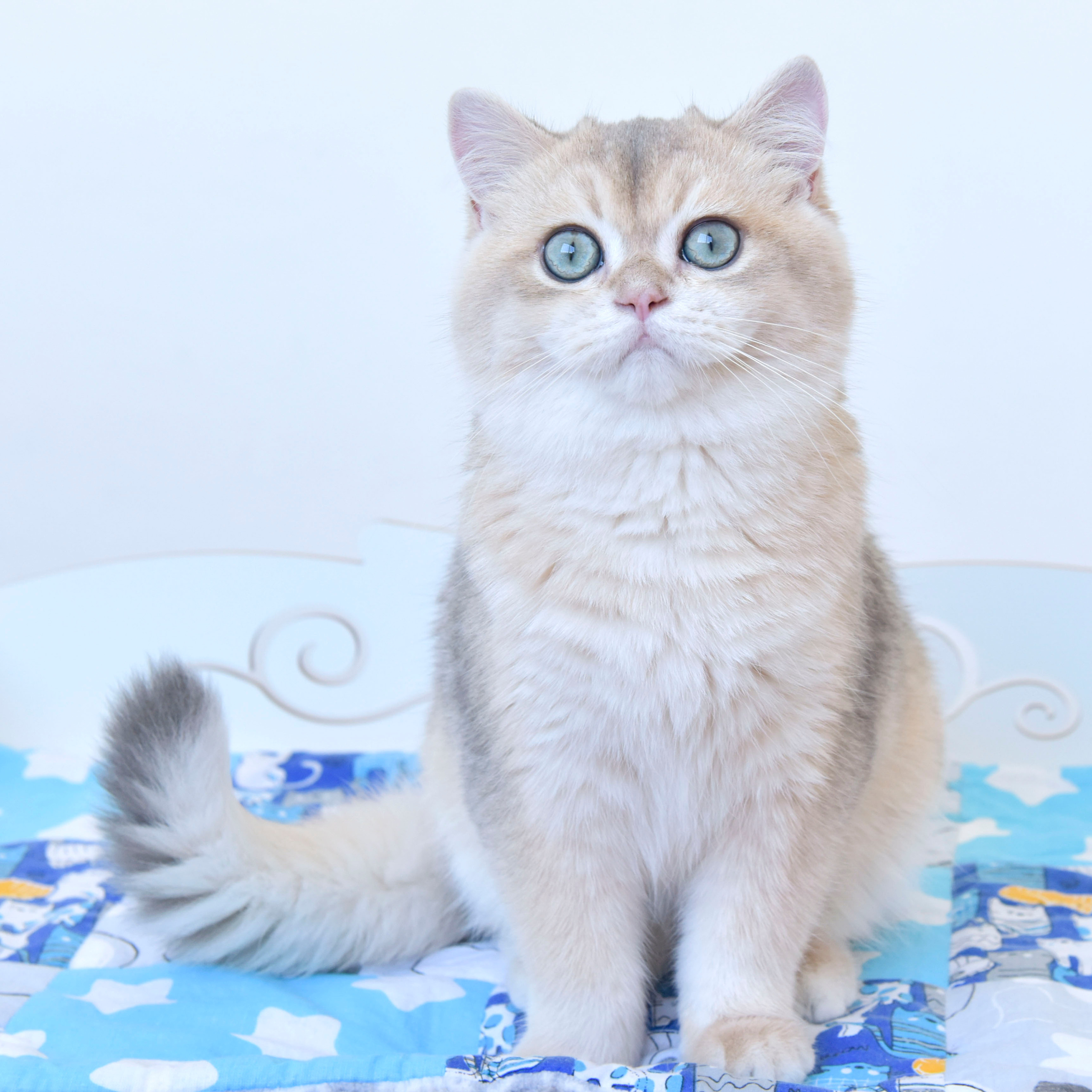 британские кошки, британские золотые кошки, британские золотые шиншиллы, питомник британских кошек, питомник золотых шиншилл, купить британскую кошку, питомник британских шиншилл в Греции, Питомник британских золотых шиншилл, британские кошки, питомник британских кошек, питомник золотых шиншилл, питомник золотых британцев, британская кошка Москва, британская золотая шиншилла Лимассол, питомник британских кошек Москва, питомник  британских кошек Ростов, британских кошек Сочи, питомник британских кошек Екатеринбург