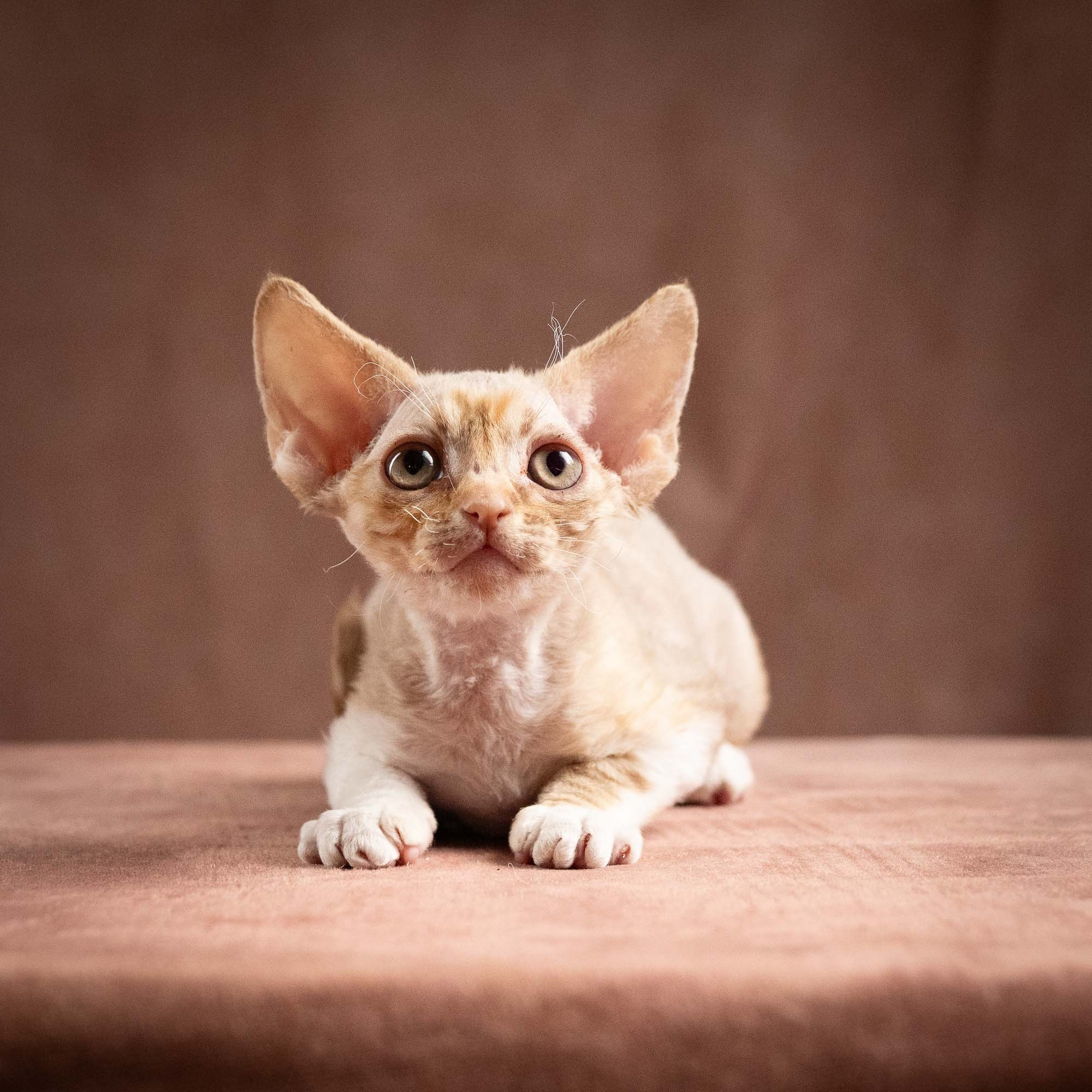 Ophelia, girl, born 02.08.26. Devon Rex Pixie Cattery