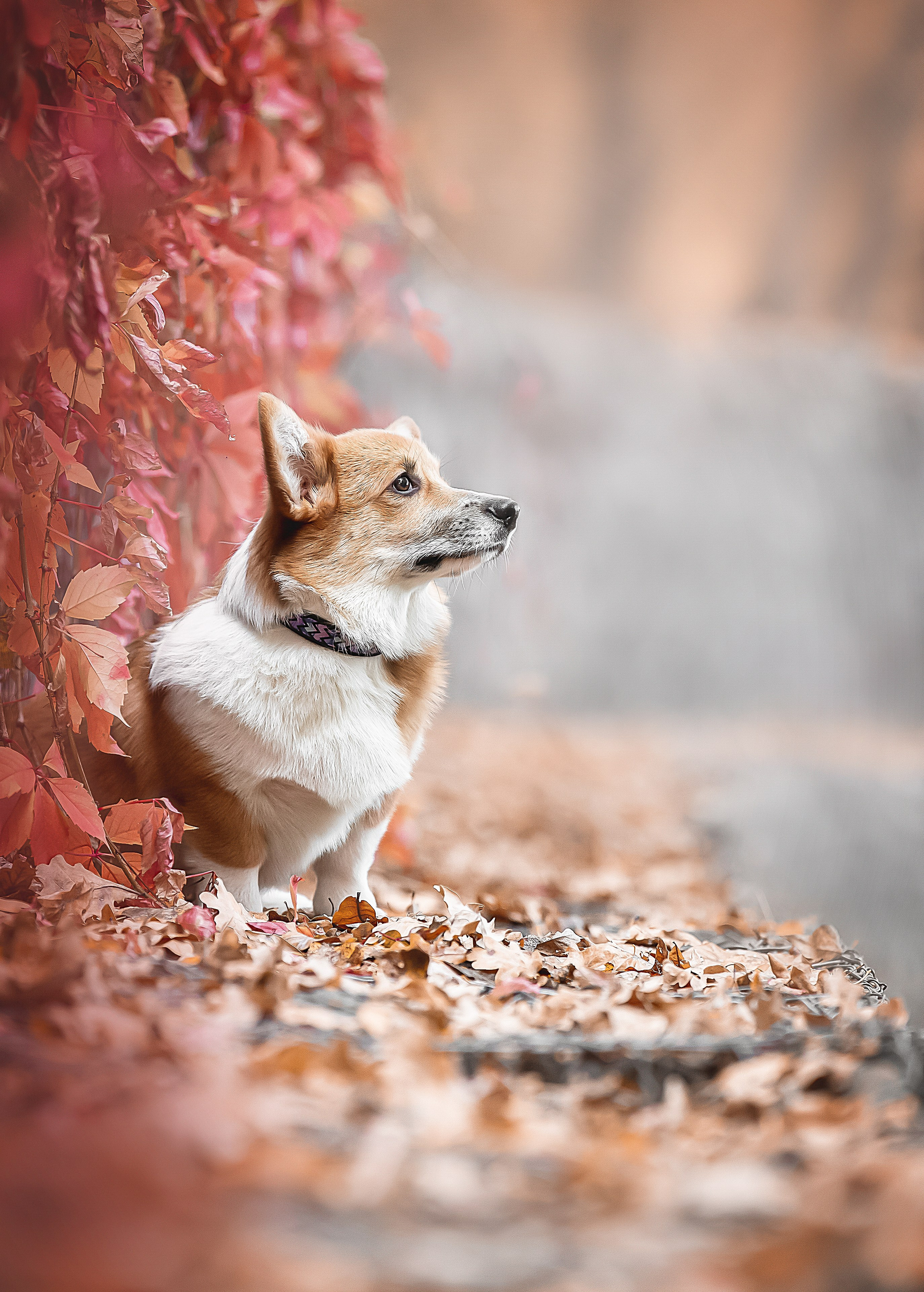 Порт анімал общ. Репортажний фотограф/анімаліст КИЇВ