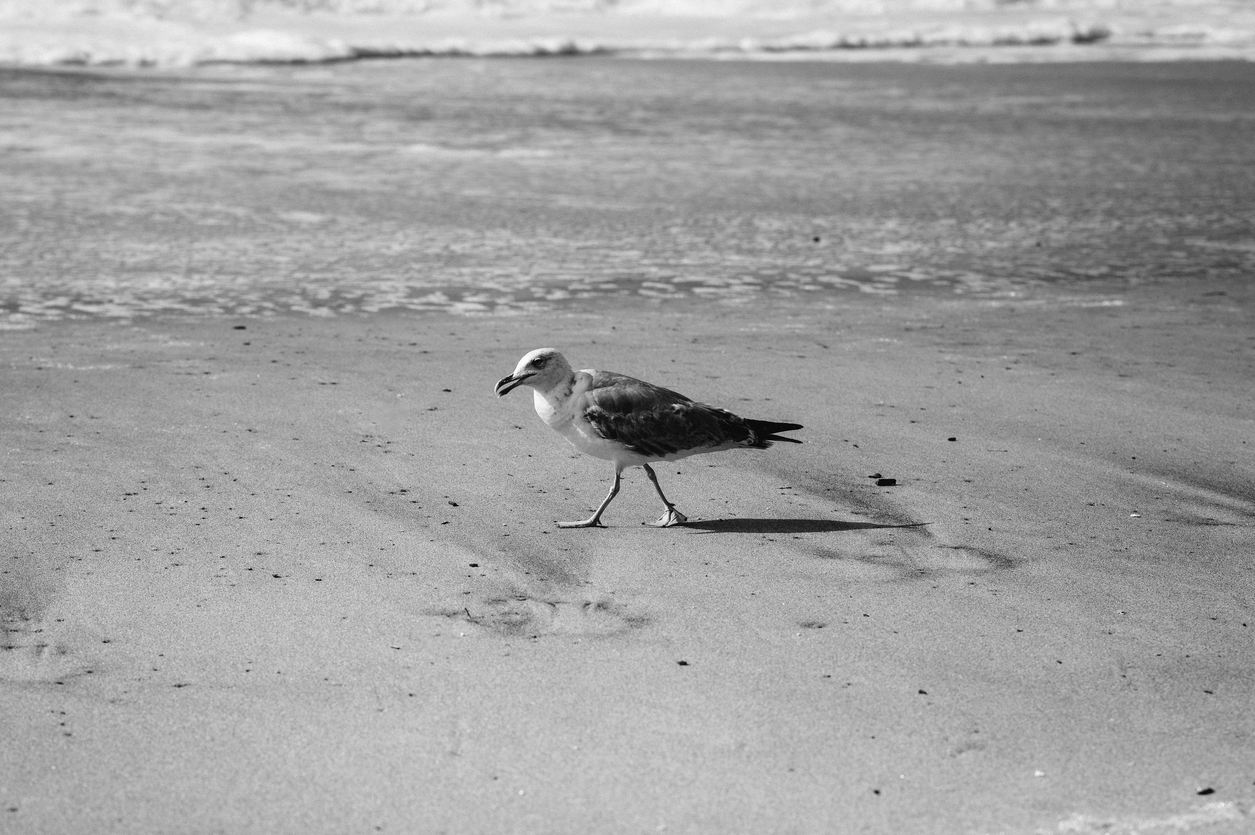 Ședință foto de nuntă pe plaja Adraga – emoție la malul oceanului Atlantic. Valentin Melen - fotograf de nunta 🤍