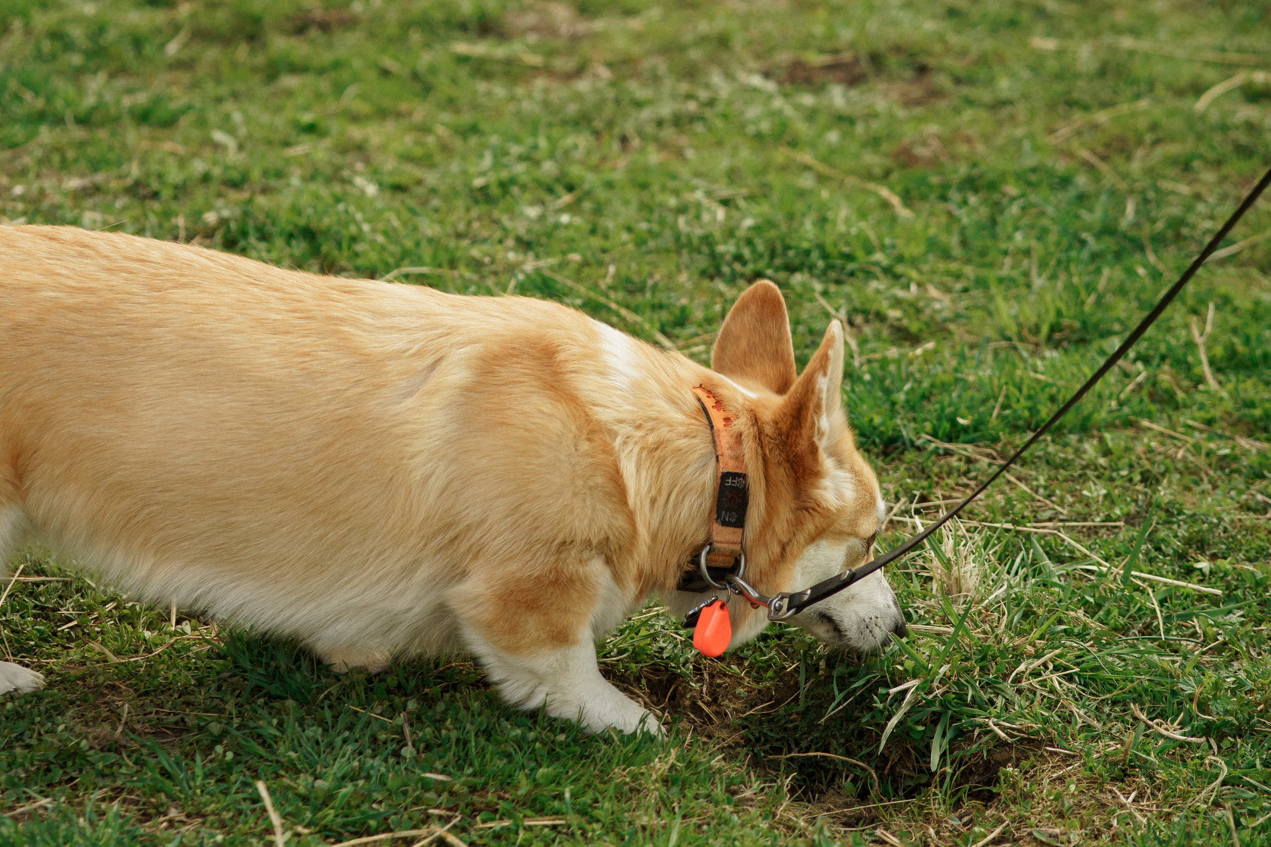 Herding Days, 26 apr. 2025. Kat Laisaar — Pet photographer in Tallinn