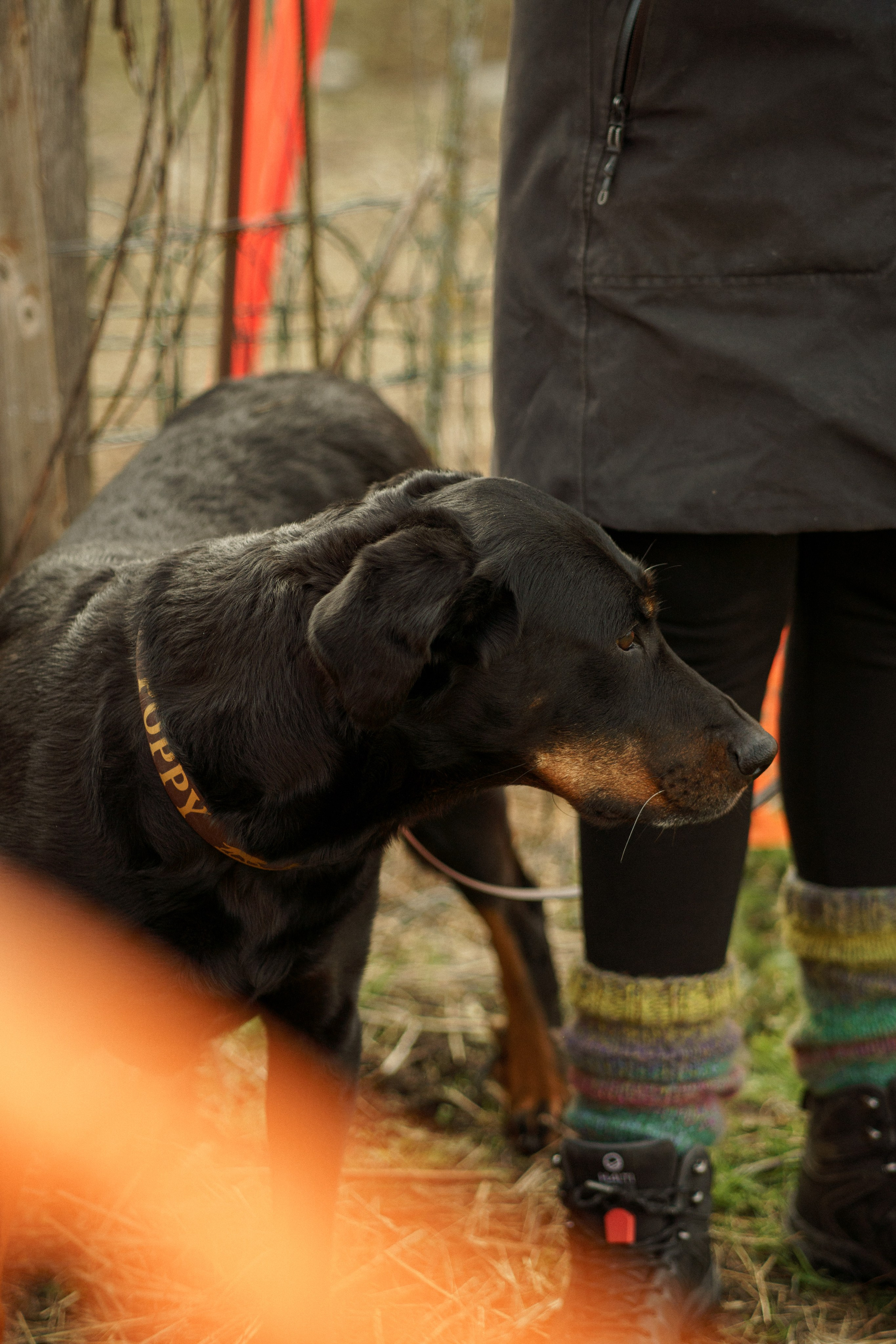 Herding Days, 26 apr. 2025. Kat Laisaar — Pet photographer in Tallinn