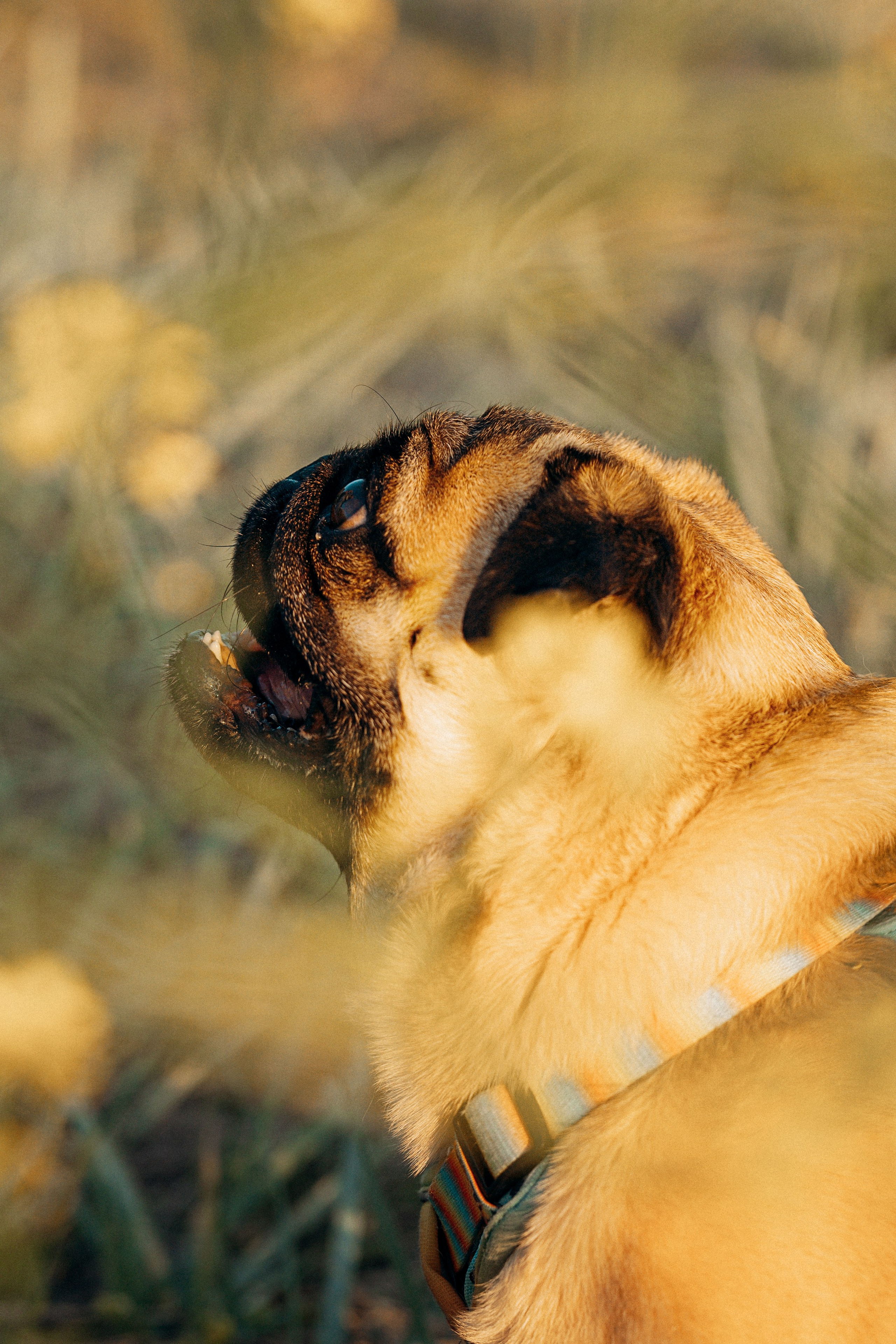 Frank, Tony, Katerina & Lev. Kat Laisaar — Pet photographer in Tallinn