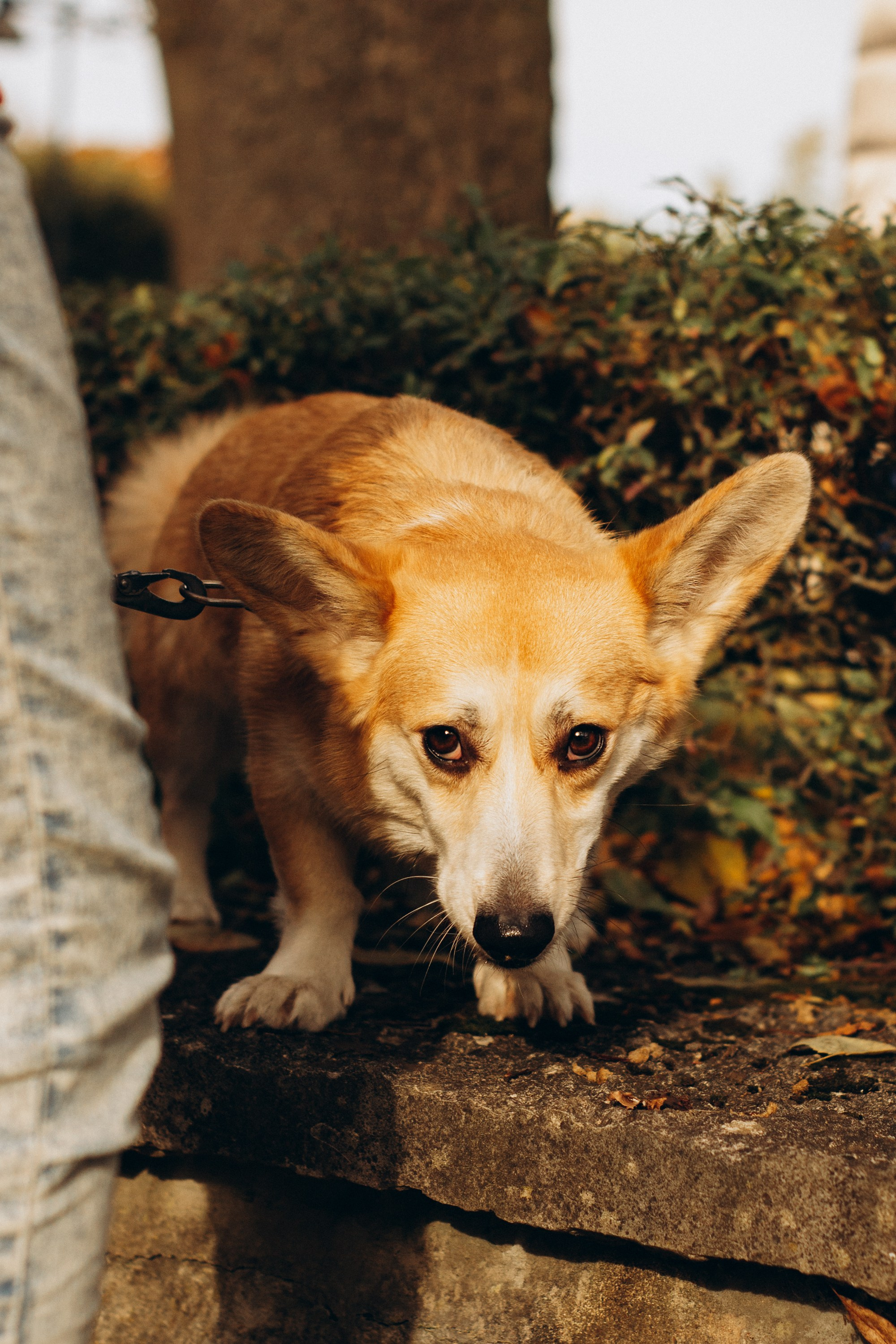 Corgi party, october. Kat Laisaar — Pet photographer in Tallinn