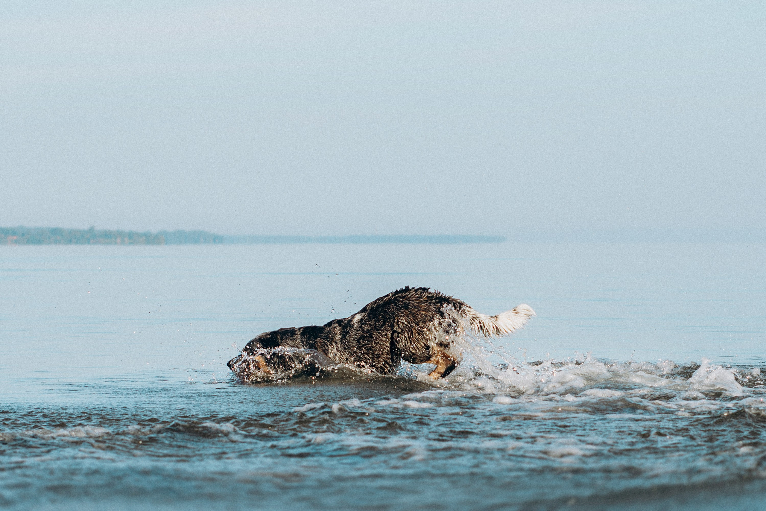 Dakota, Australian Cattle Dog. Kat Laisaar — Pet photographer in Tallinn