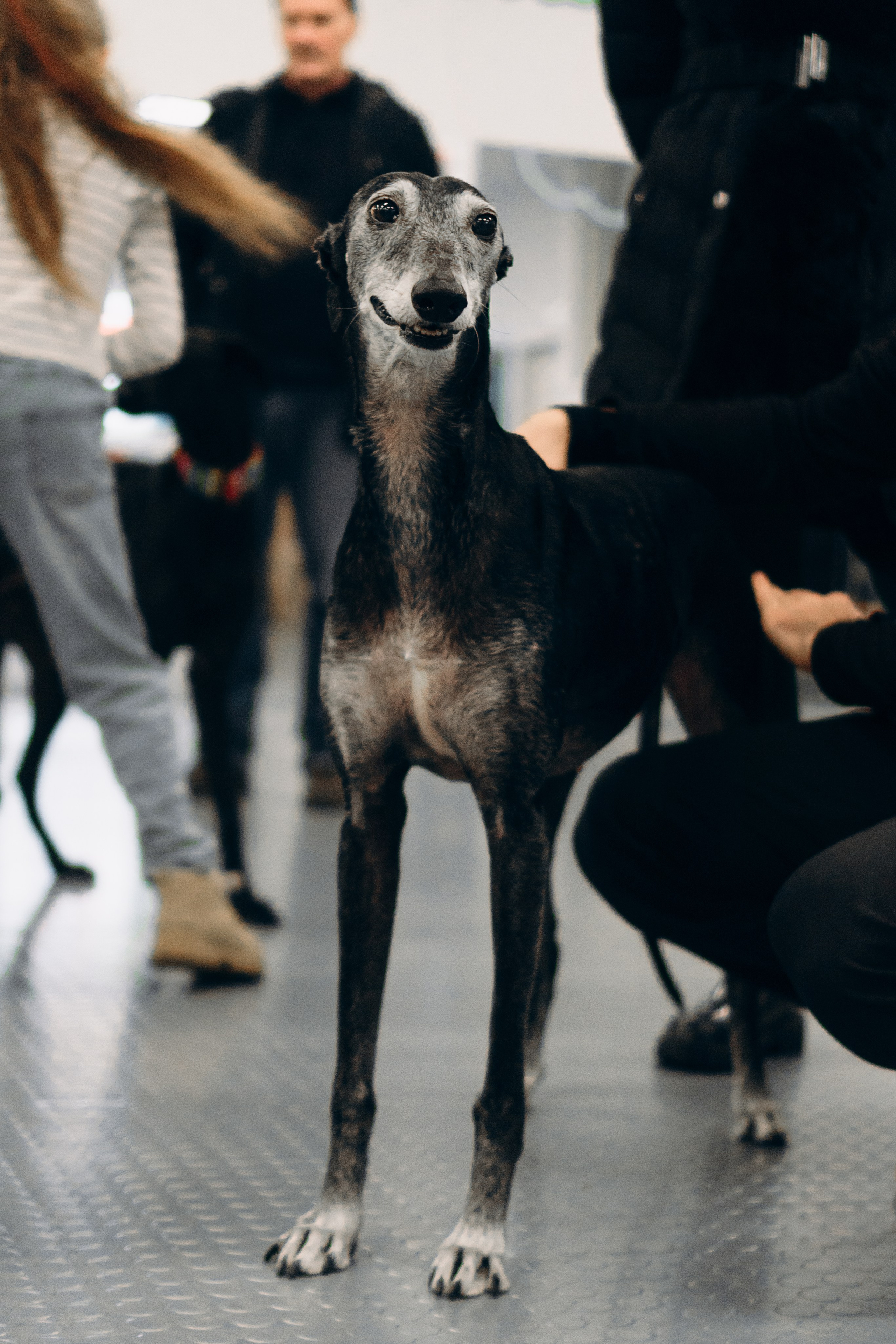 GalgoTreff / PetCity Rannamõisa, 13 apr. 2025. Kat Laisaar — Pet photographer in Tallinn