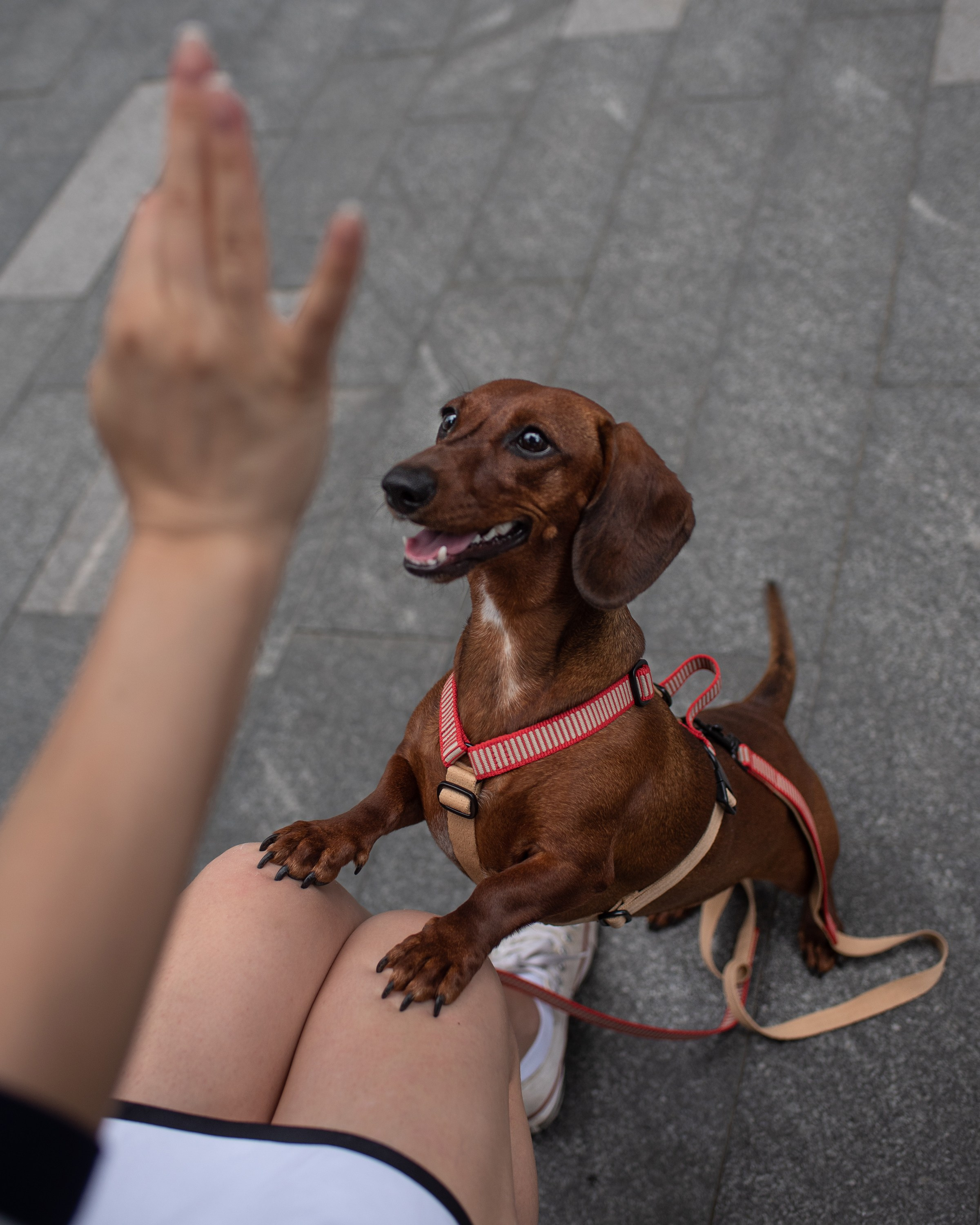 Commercial & UGC Pet Product Photography by Tanya Asfir. Tanya Asfir — Pet & Animal Photographer | Belgrade, Serbia