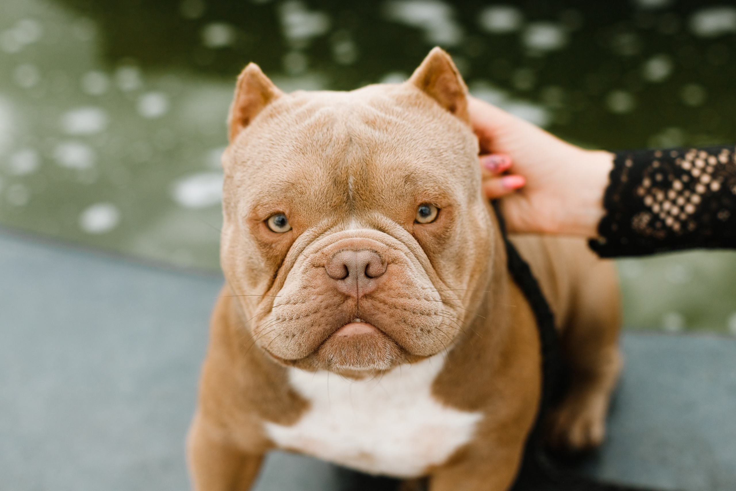 Alesya & her bullies. Kaja | fotograf we Wrocławiu | ludzie i psy