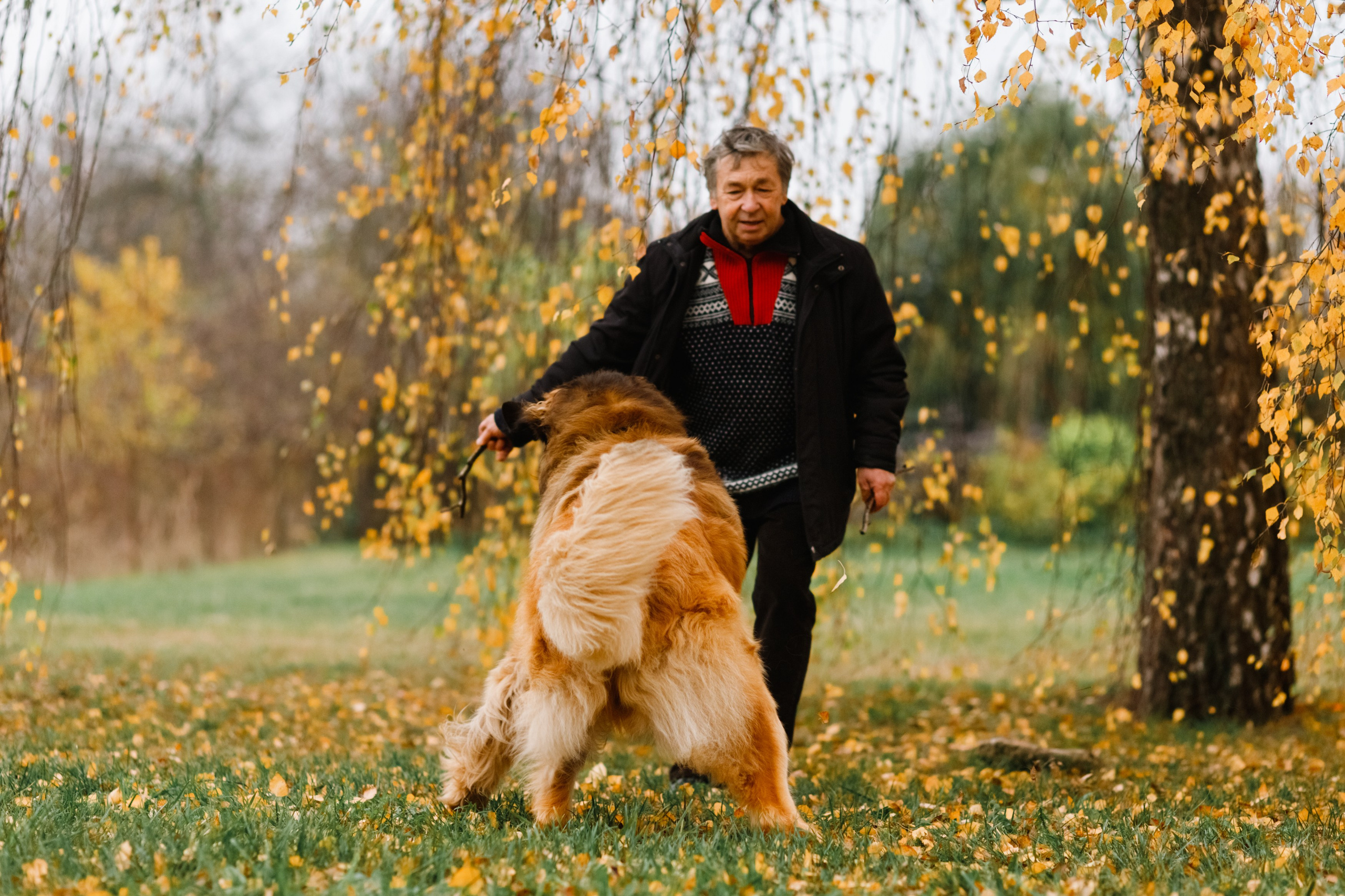 Leonbergers. Kaja | fotograf we Wrocławiu | ludzie i psy