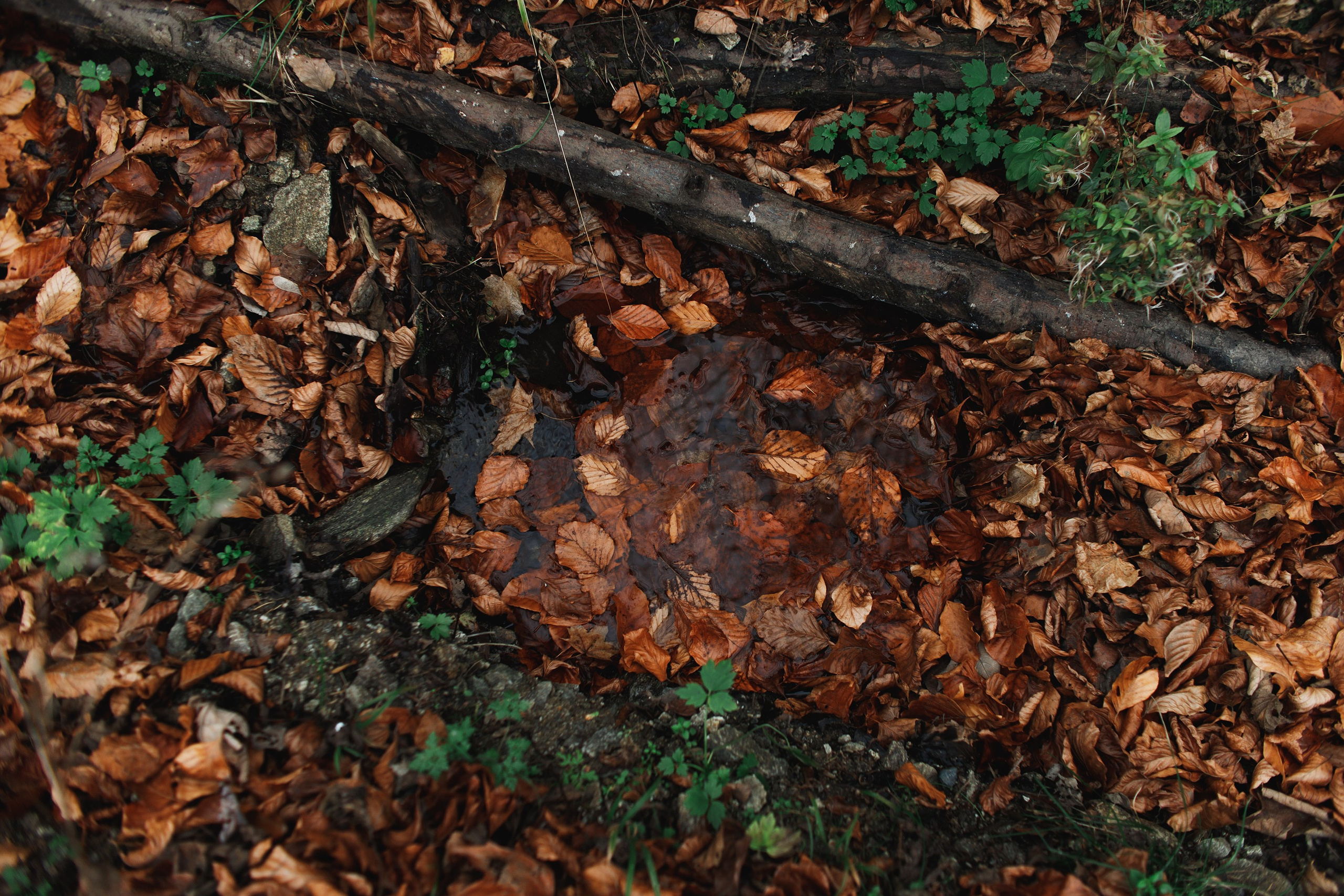 Sowie góry. Kaja | fotograf we Wrocławiu | ludzie i psy