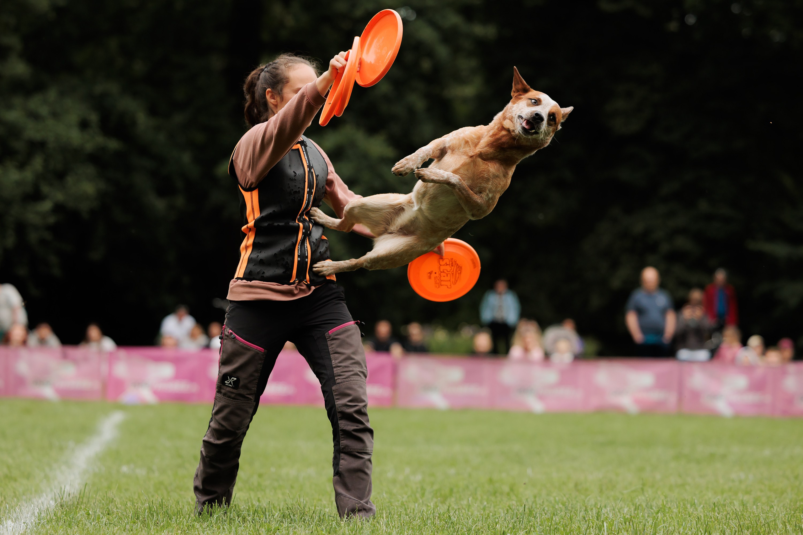 Latające psy, Wrocław'25. Kaja | fotograf psów we Wrocławiu