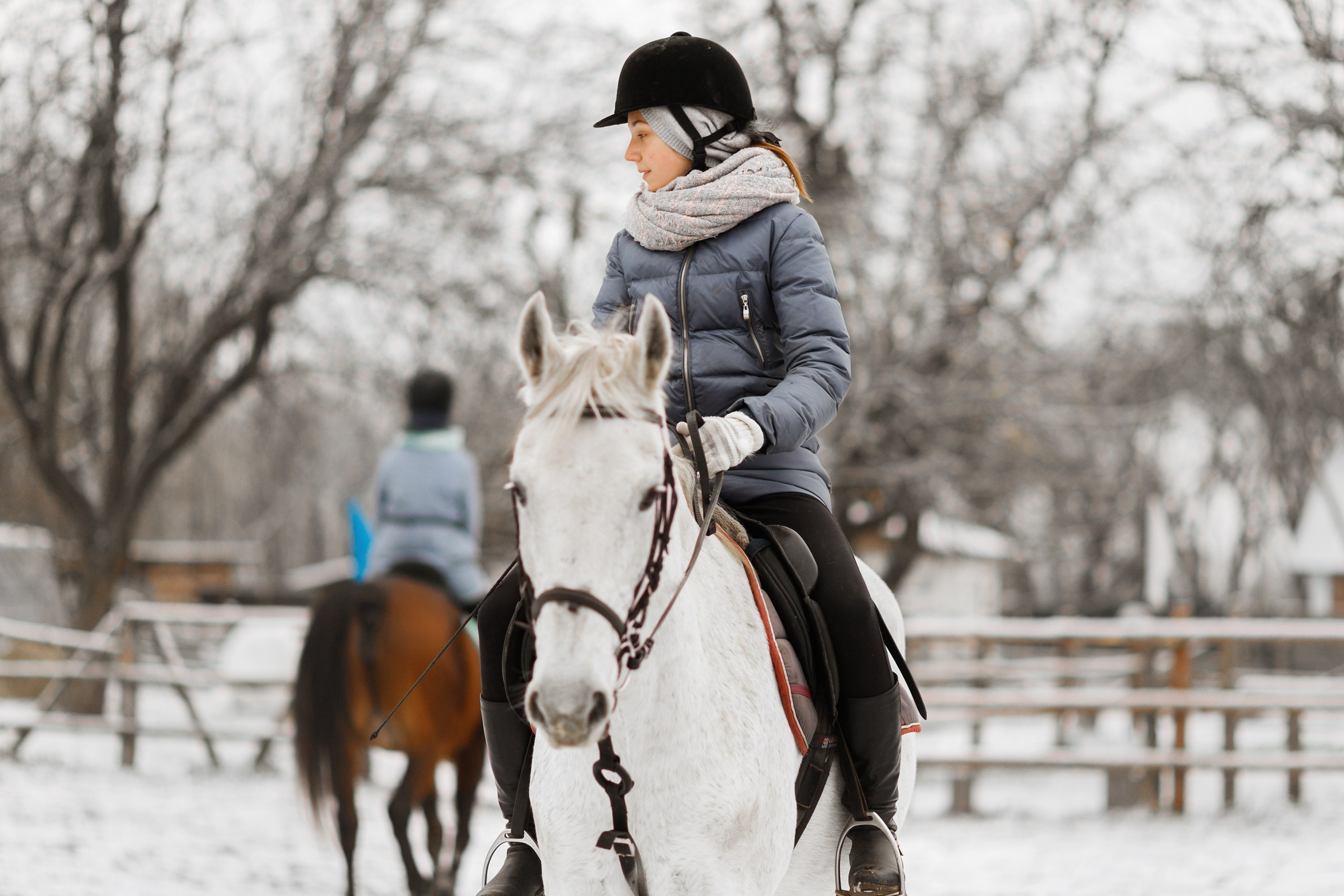 Winter stable. Kaja | fotograf psów we Wrocławiu