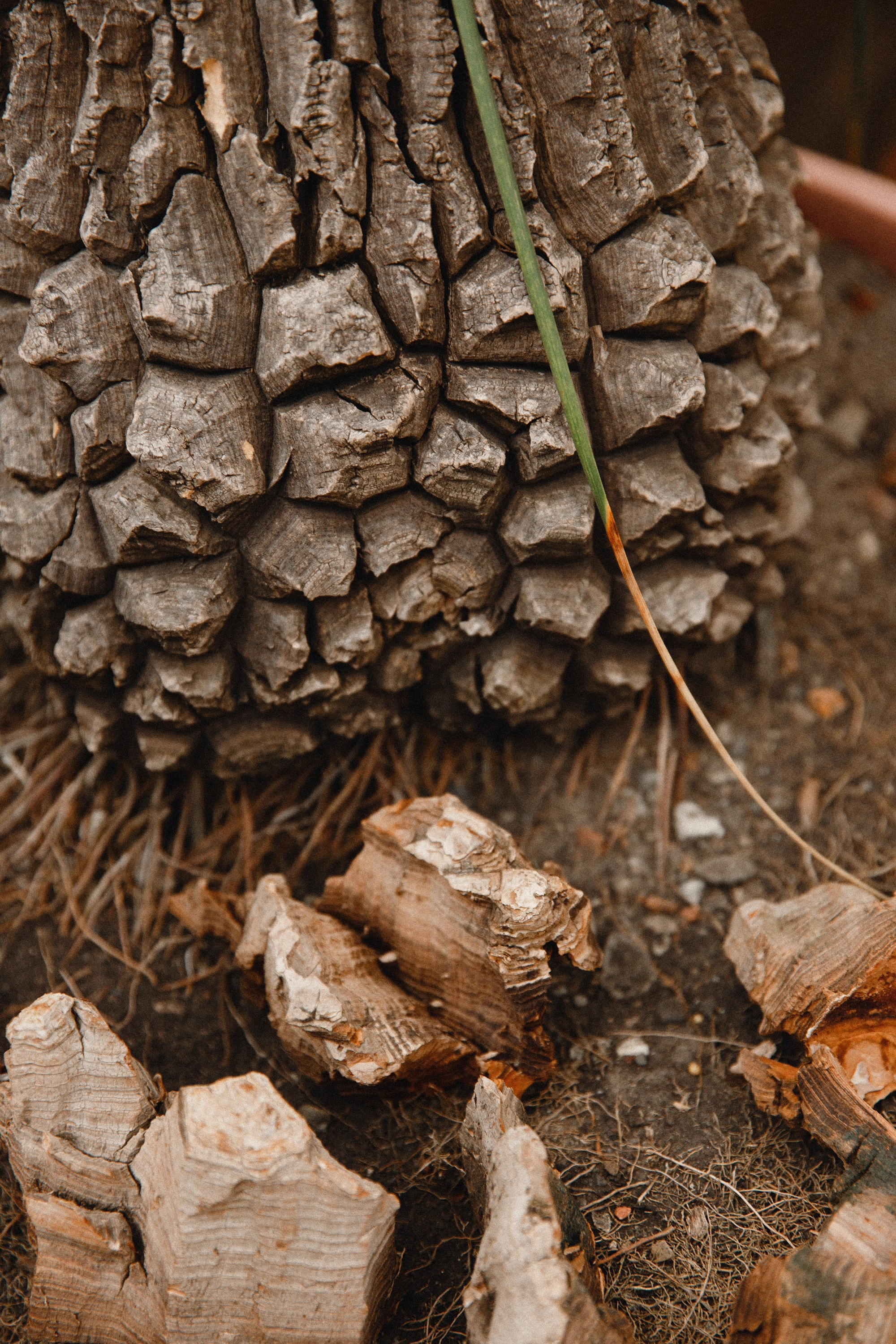 Botanical garden in Wroclaw. Kaja | fotograf we Wrocławiu | ludzie i psy