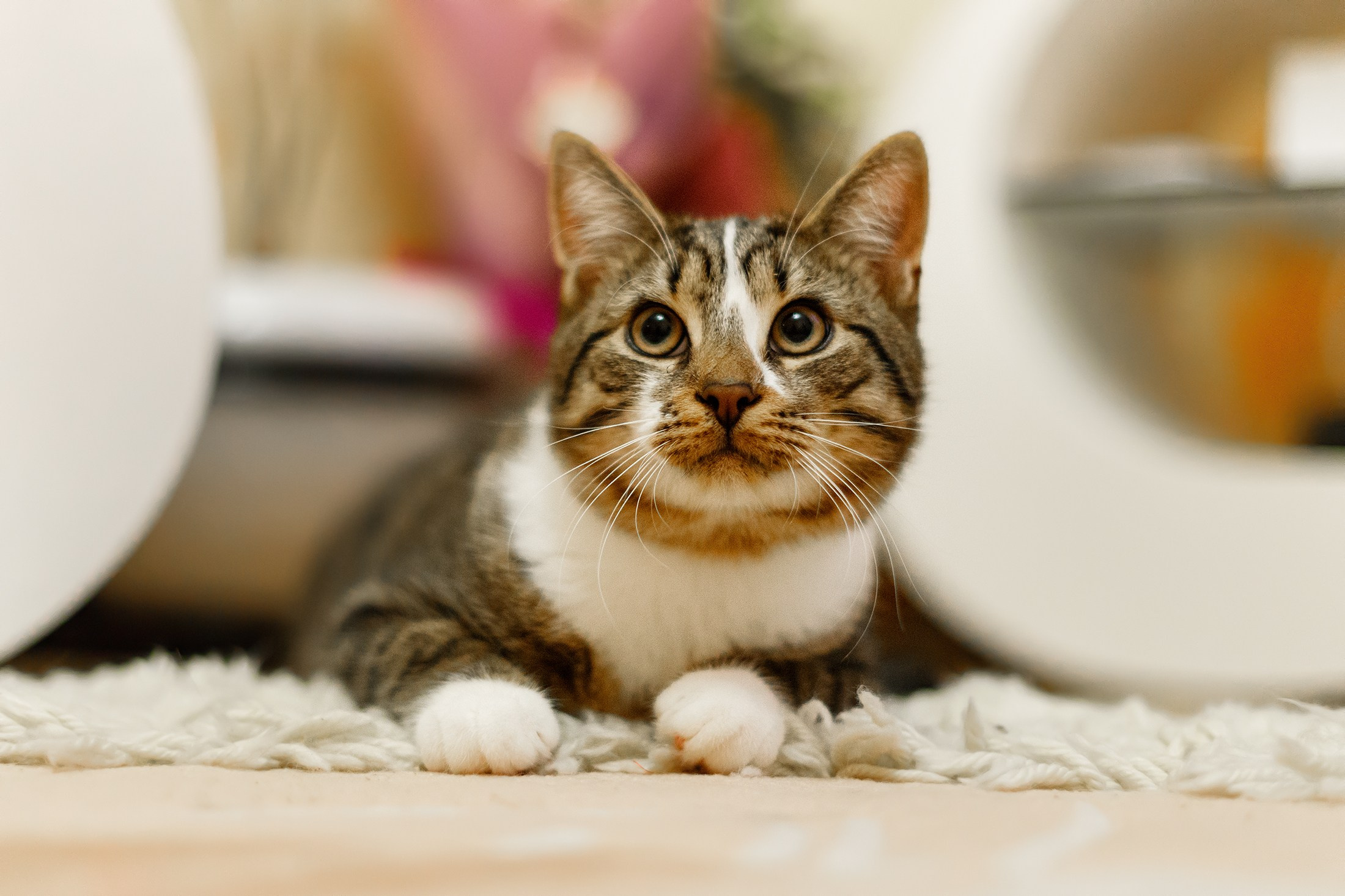 Cats for adoption. Kaja | fotograf we Wrocławiu | ludzie i psy