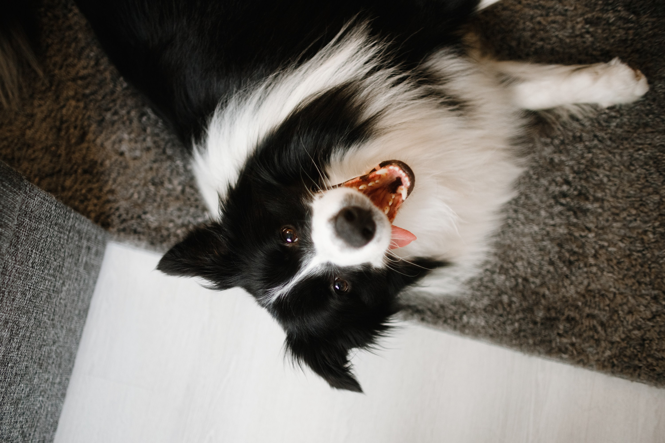 Evgenia & Richard. Kaja | fotograf we Wrocławiu | ludzie i psy