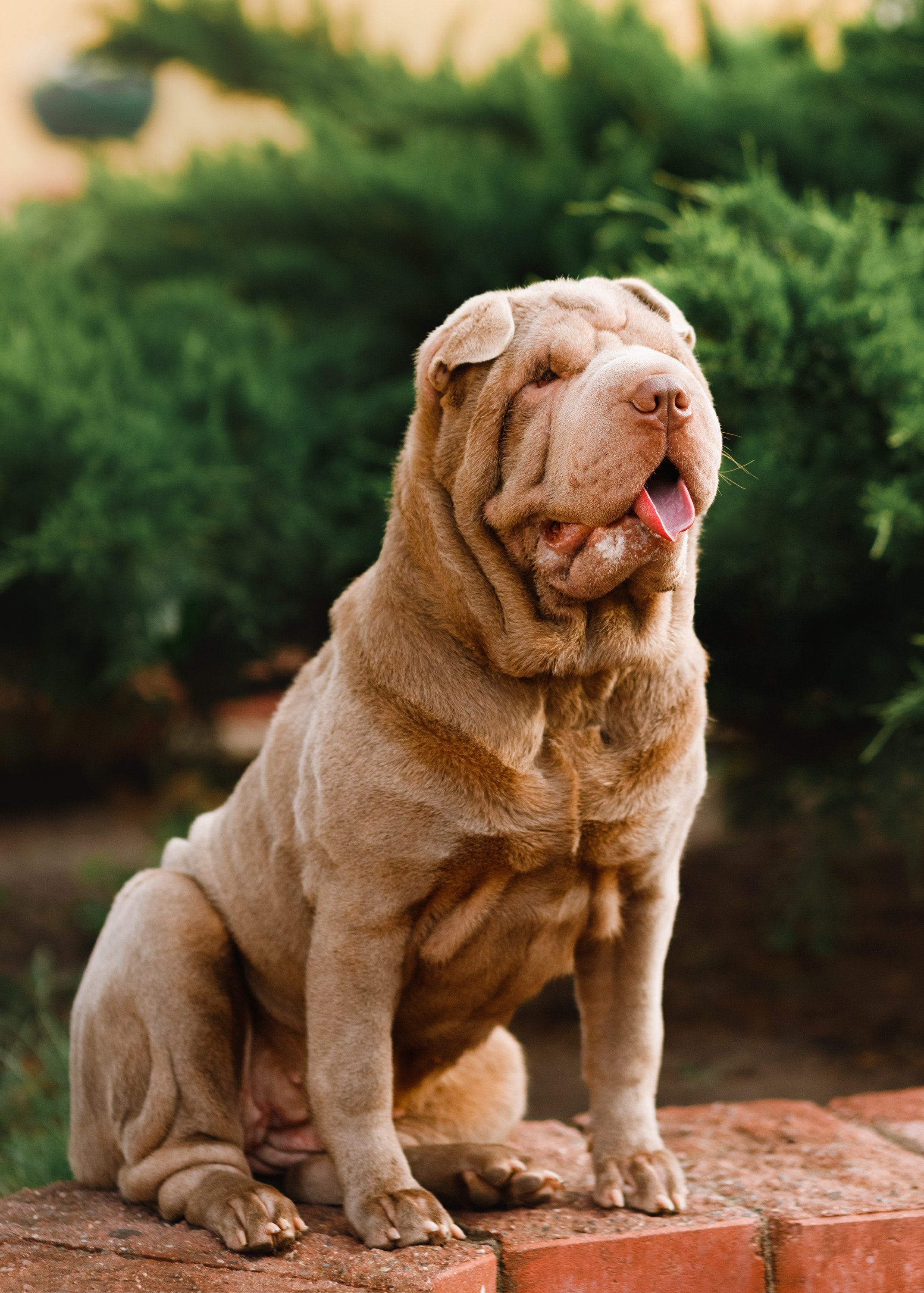 Shar pei in the city. Kaja | fotograf psów we Wrocławiu