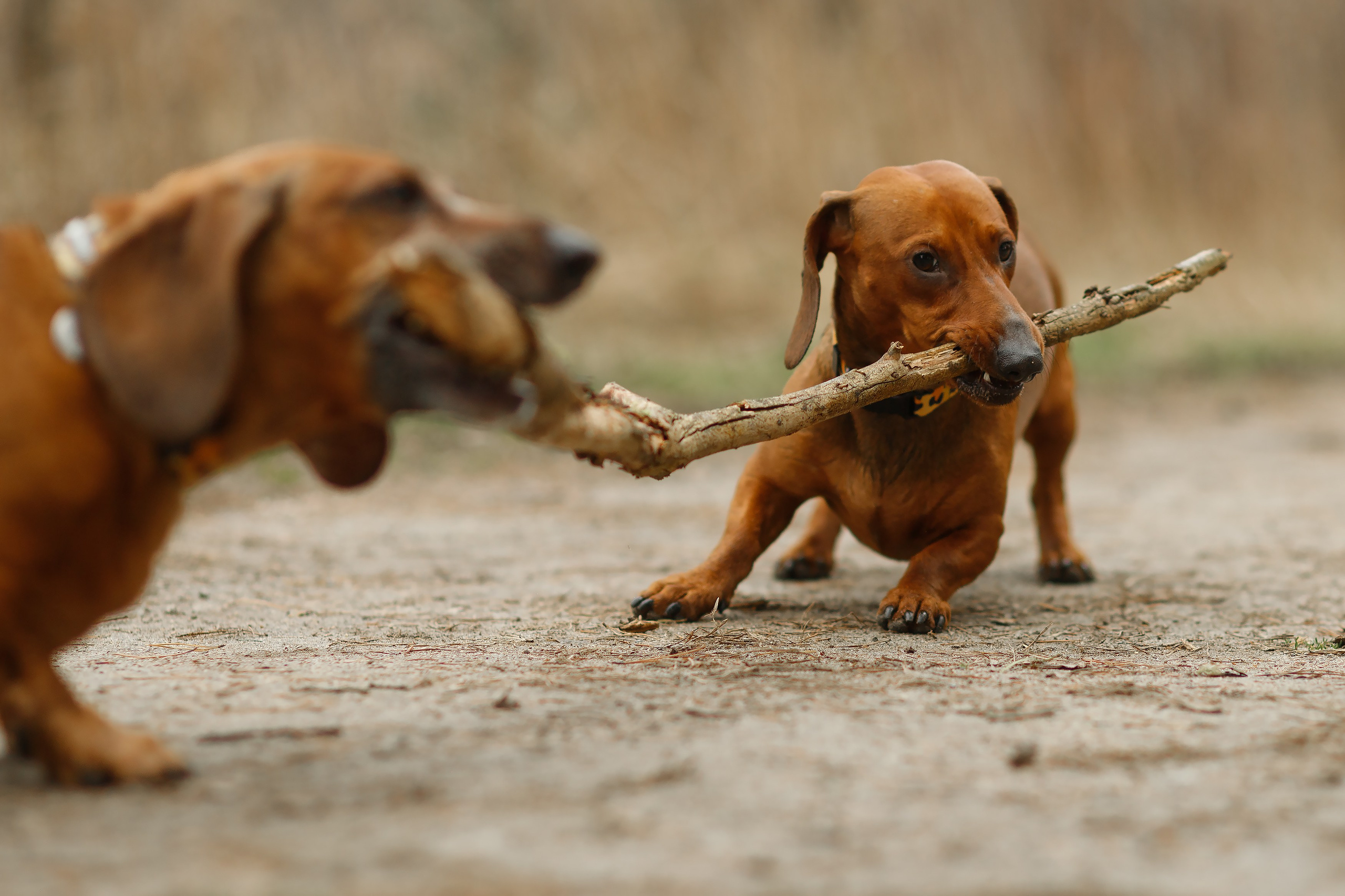 Ania, Franek & Vincent. Kaja | fotograf psów we Wrocławiu