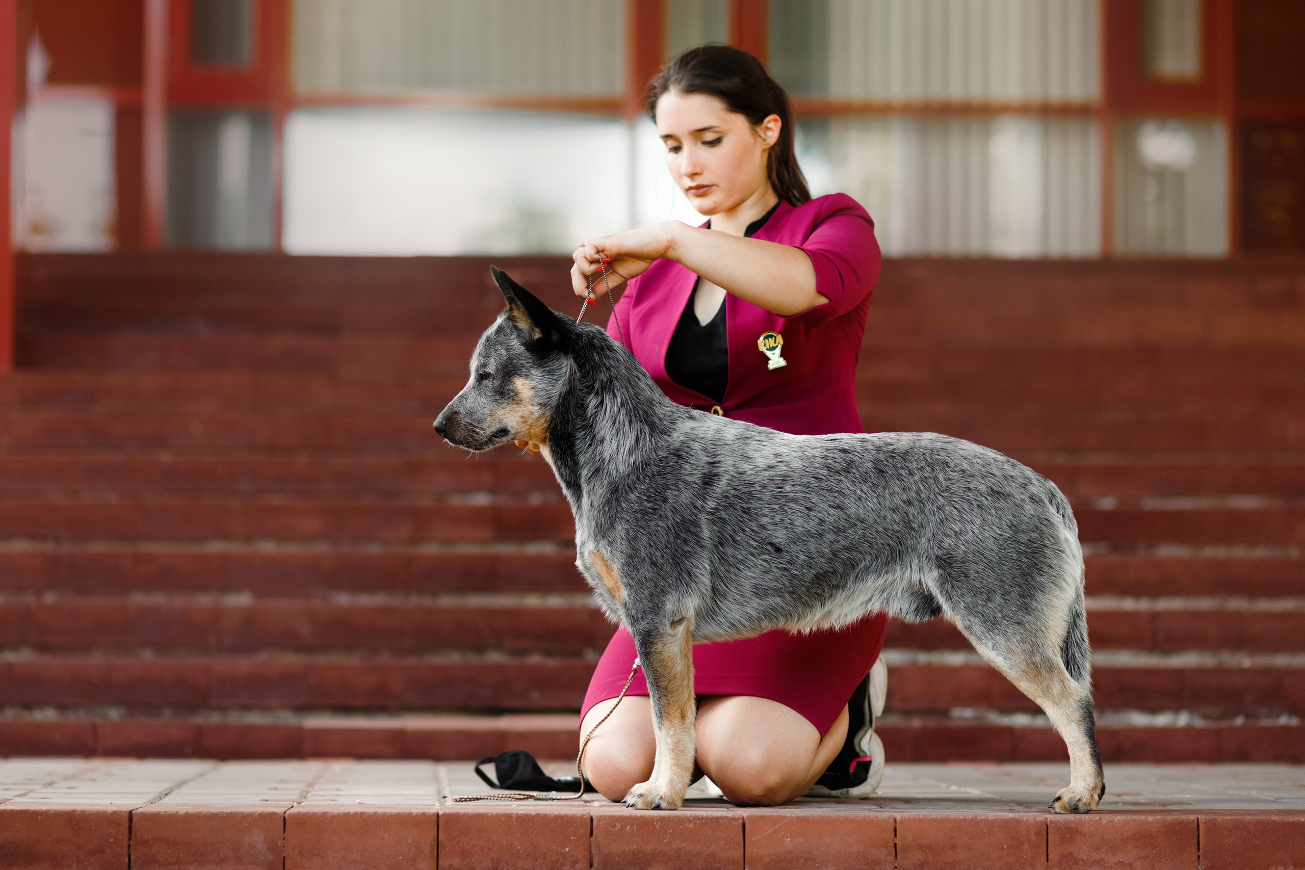 Dog shows | the best ones. Kaja | fotograf psów we Wrocławiu