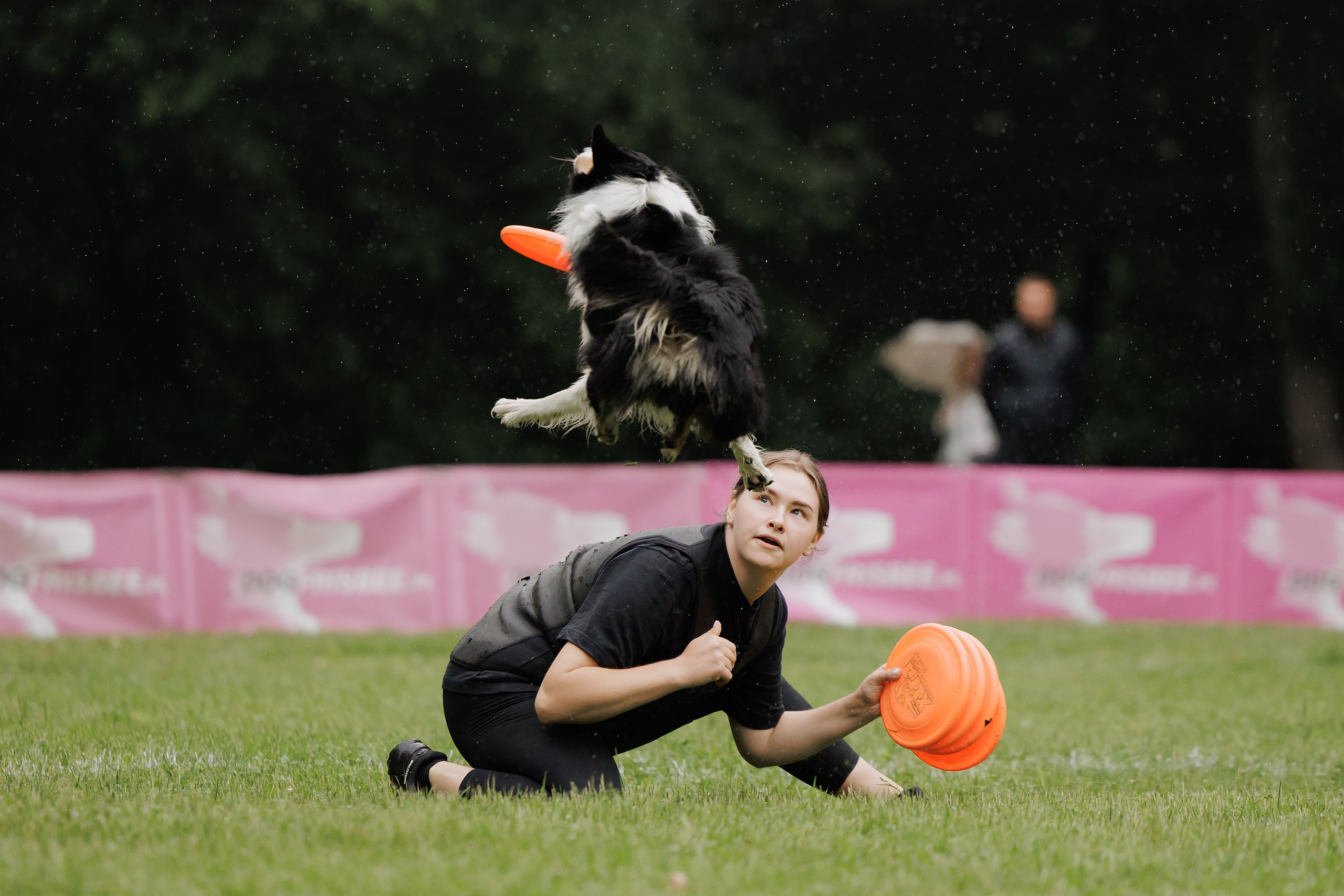 Latające psy, Wrocław'25. Kaja | fotograf psów we Wrocławiu