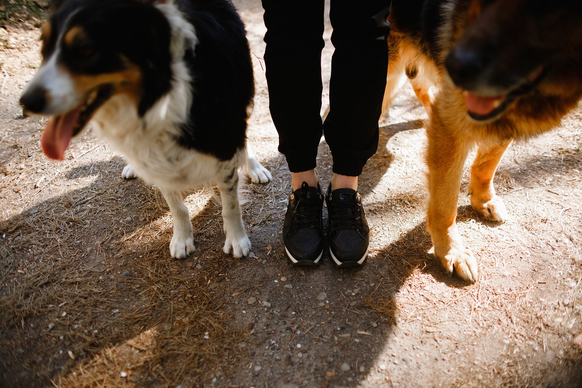 Dog trainer blog content. Kaja | fotograf we Wrocławiu | ludzie i psy