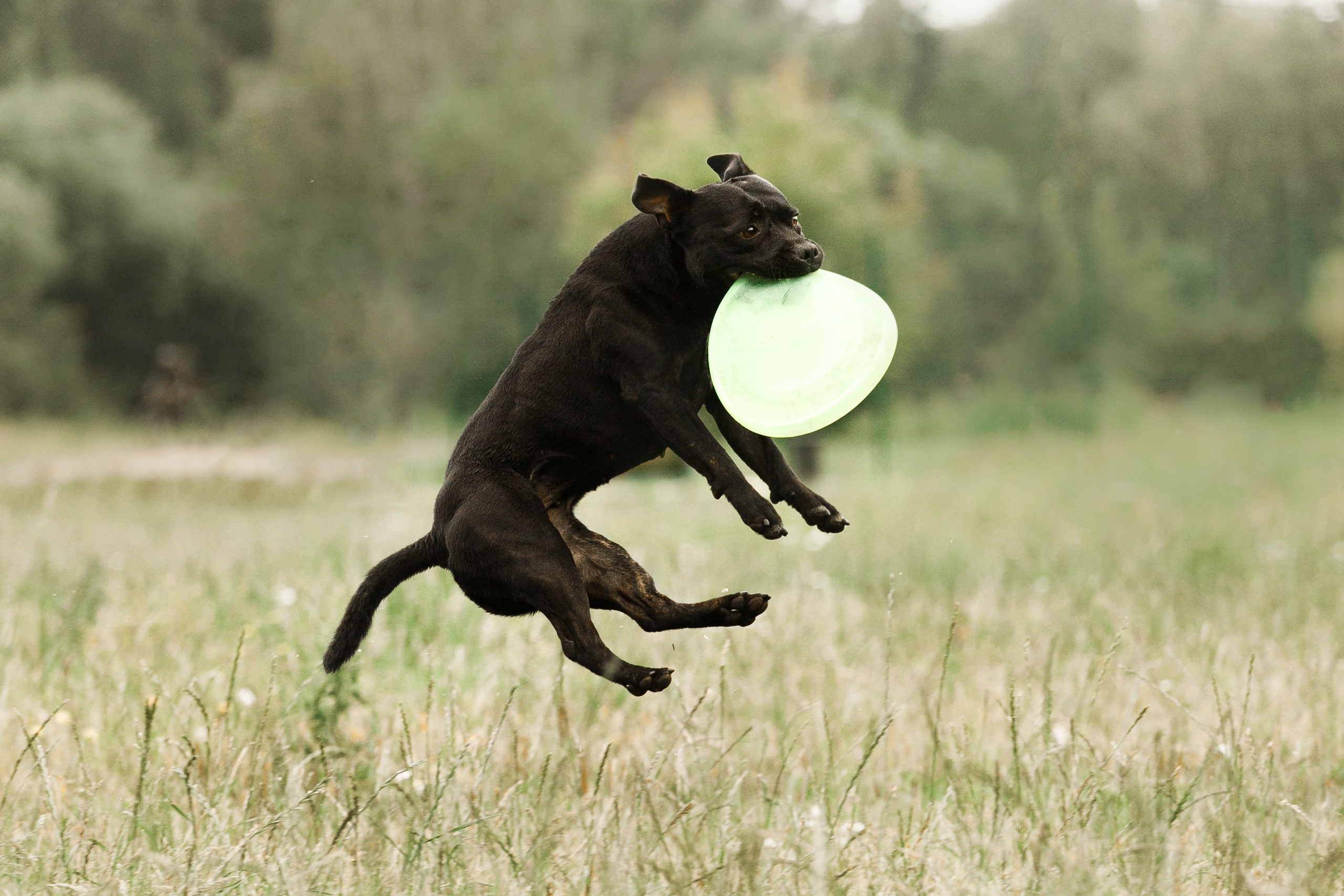 Staffy Yosia. Kaja | fotograf we Wrocławiu | ludzie i psy