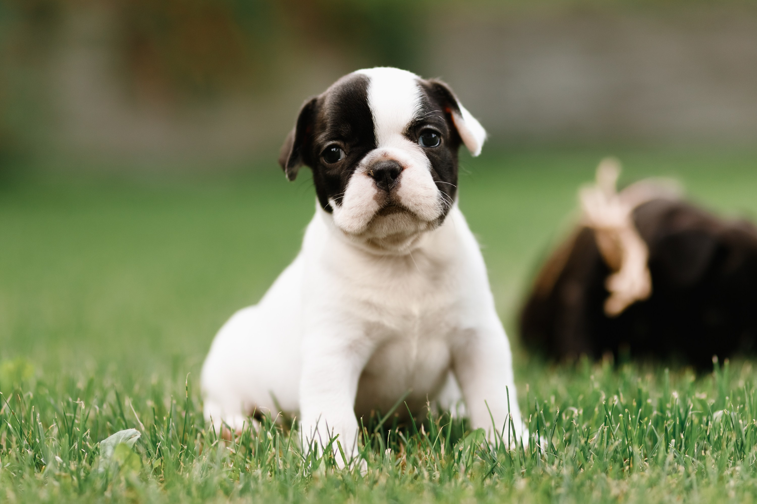 French bulldog puppies. Kaja | fotograf we Wrocławiu | ludzie i psy