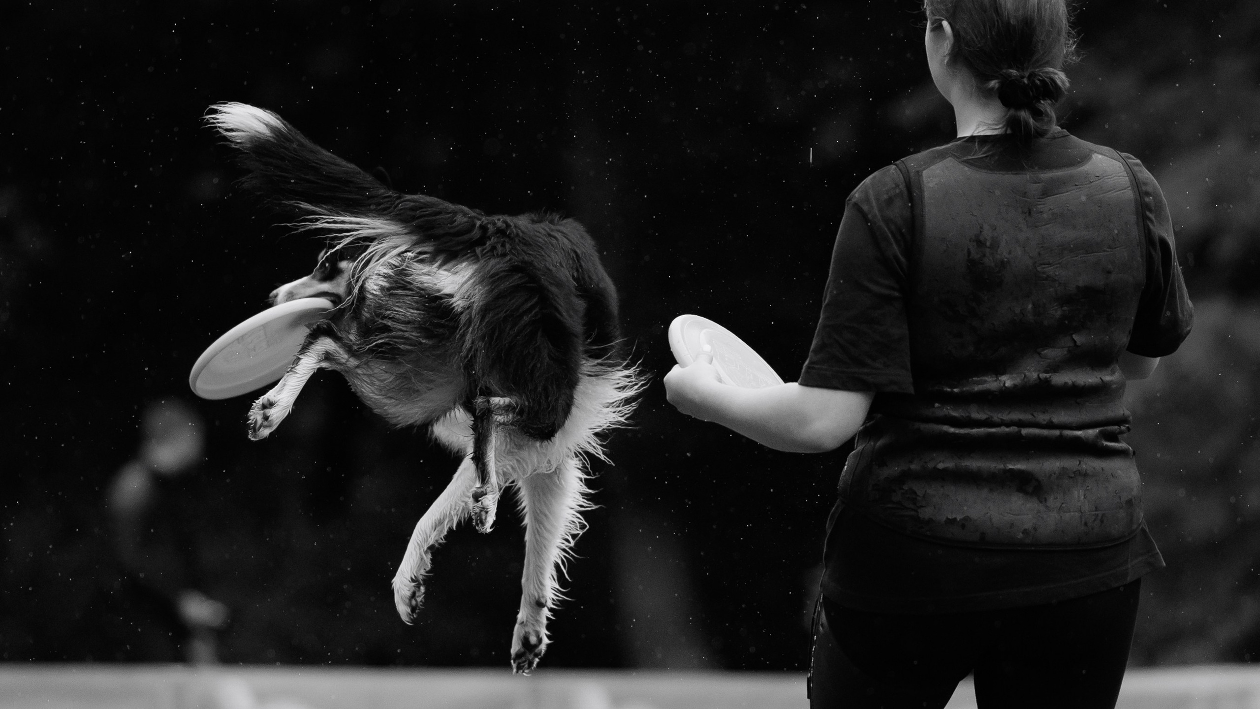 Latające psy, Wrocław'25. Kaja | fotograf psów we Wrocławiu