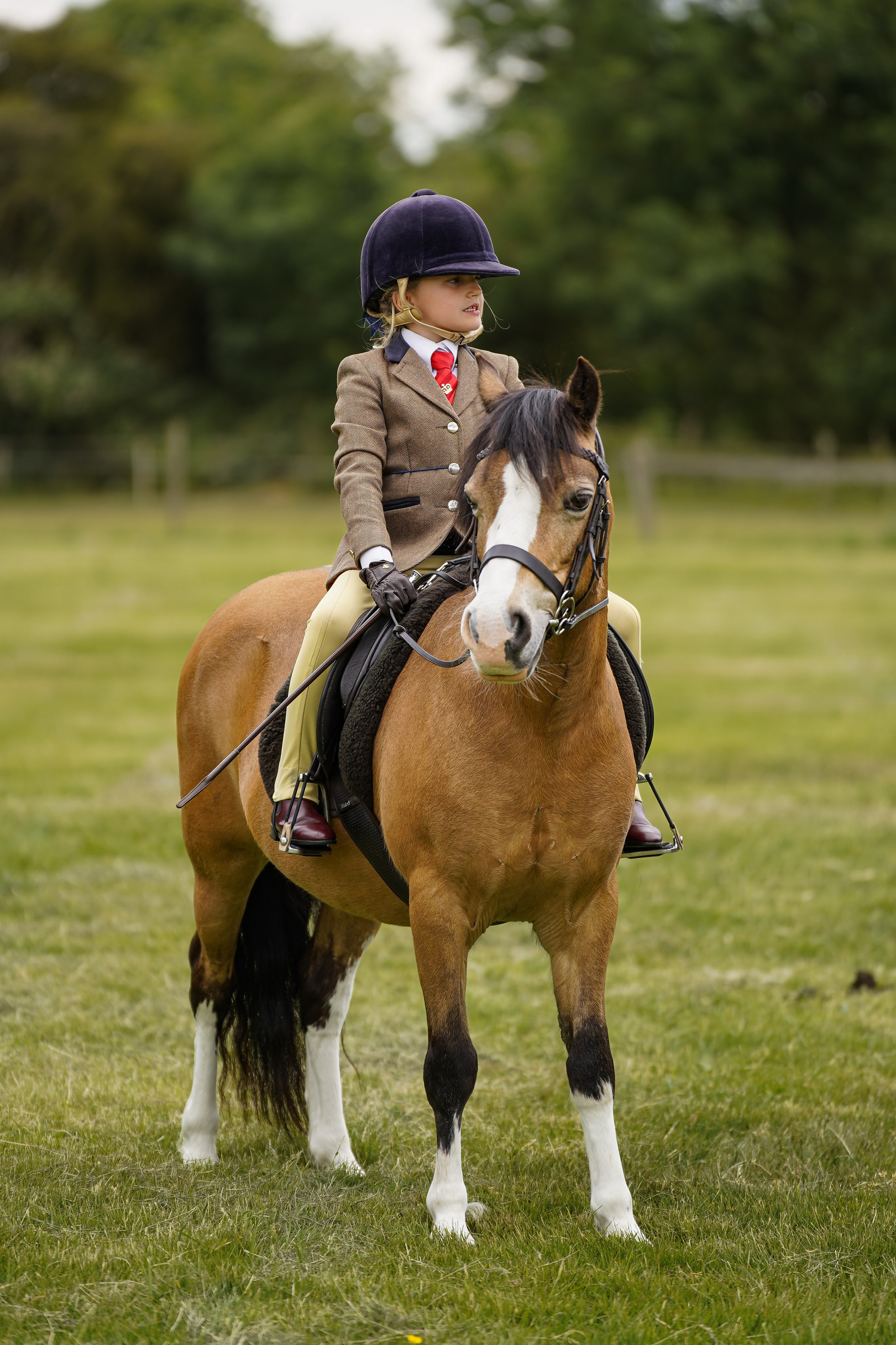 Showing. Leicestershire Equine Photography by El | Authentic Equine Portraits & Events