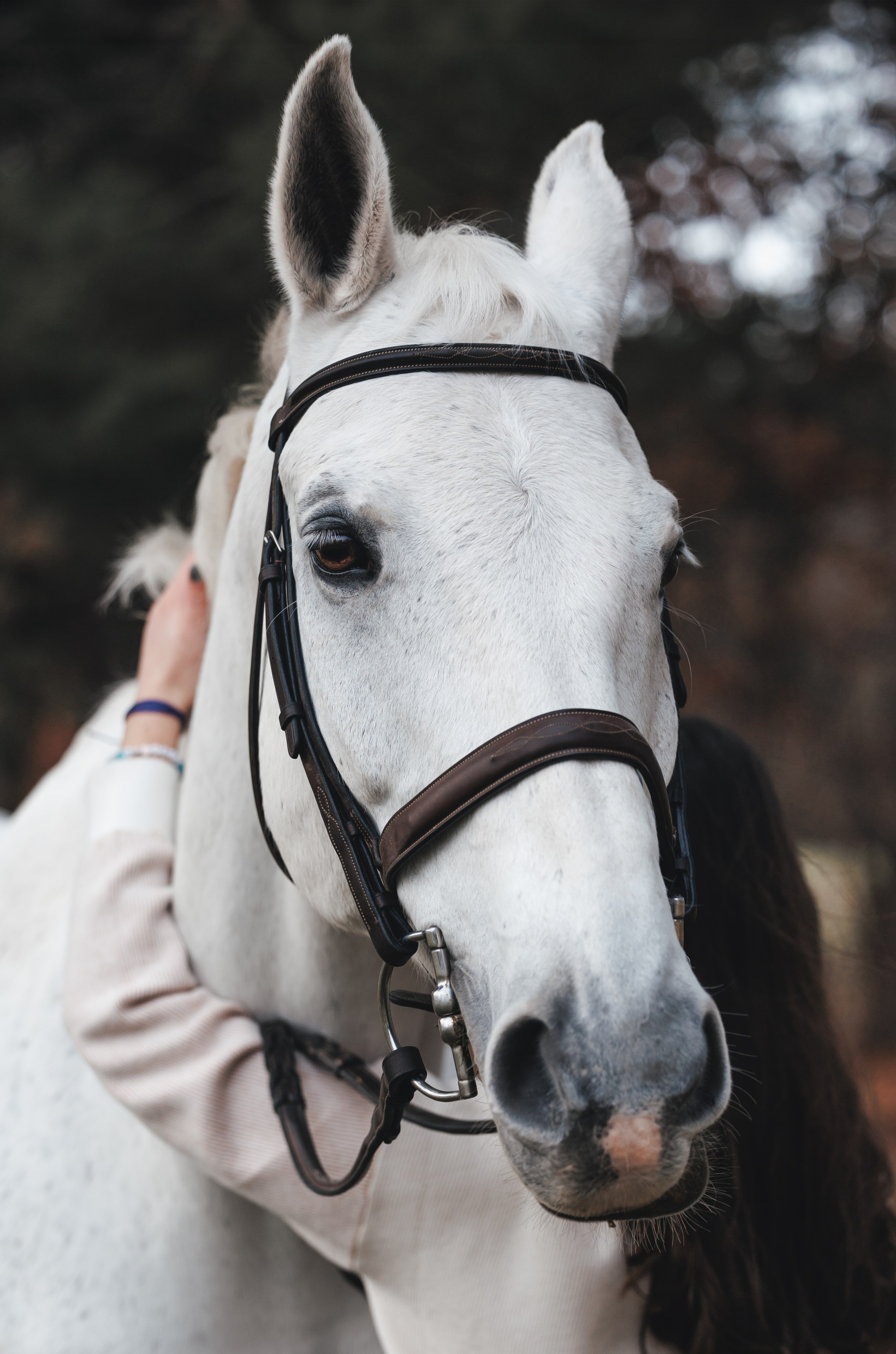Jet Puff & Wynter. Pet Photographer Viktoriya Aleshenko