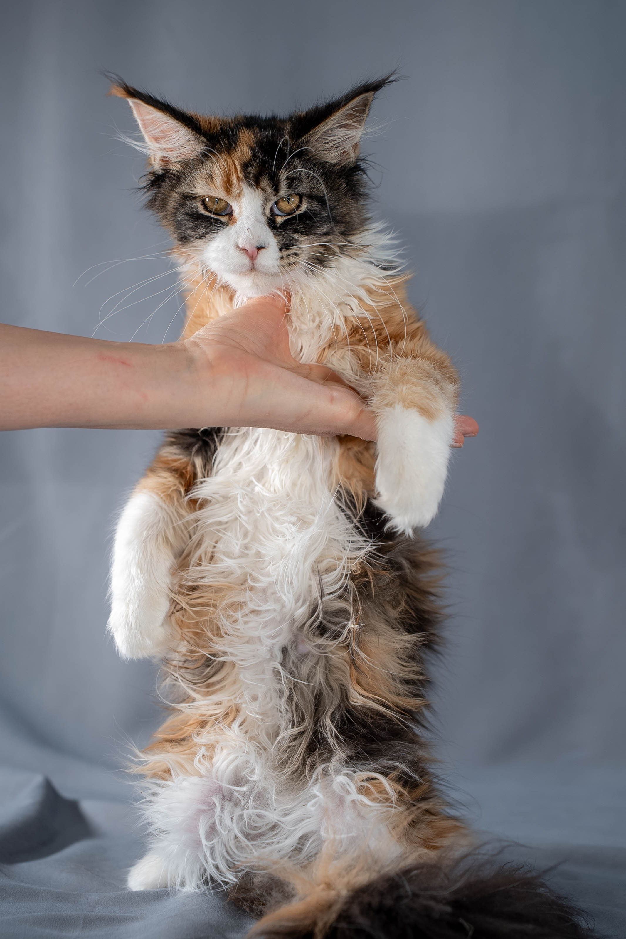 Senator Quennie. Senator Cat — Maine Coon cattery