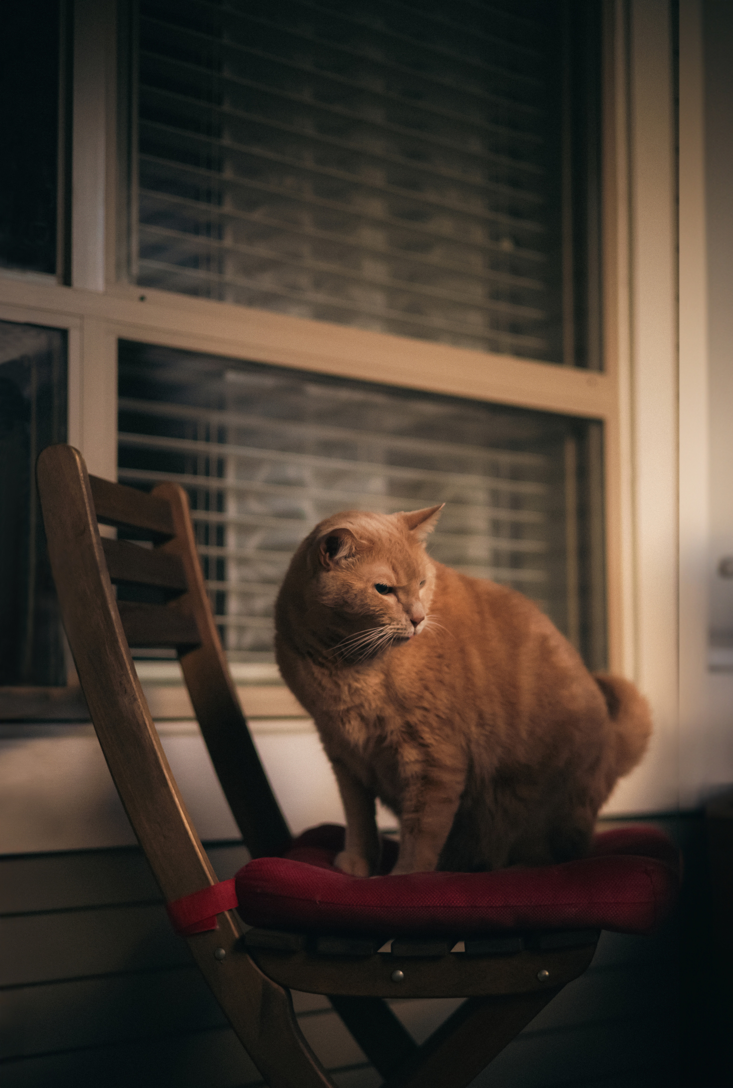 Individual photo session with a pet. Yana Bobrova | Artistic Photography