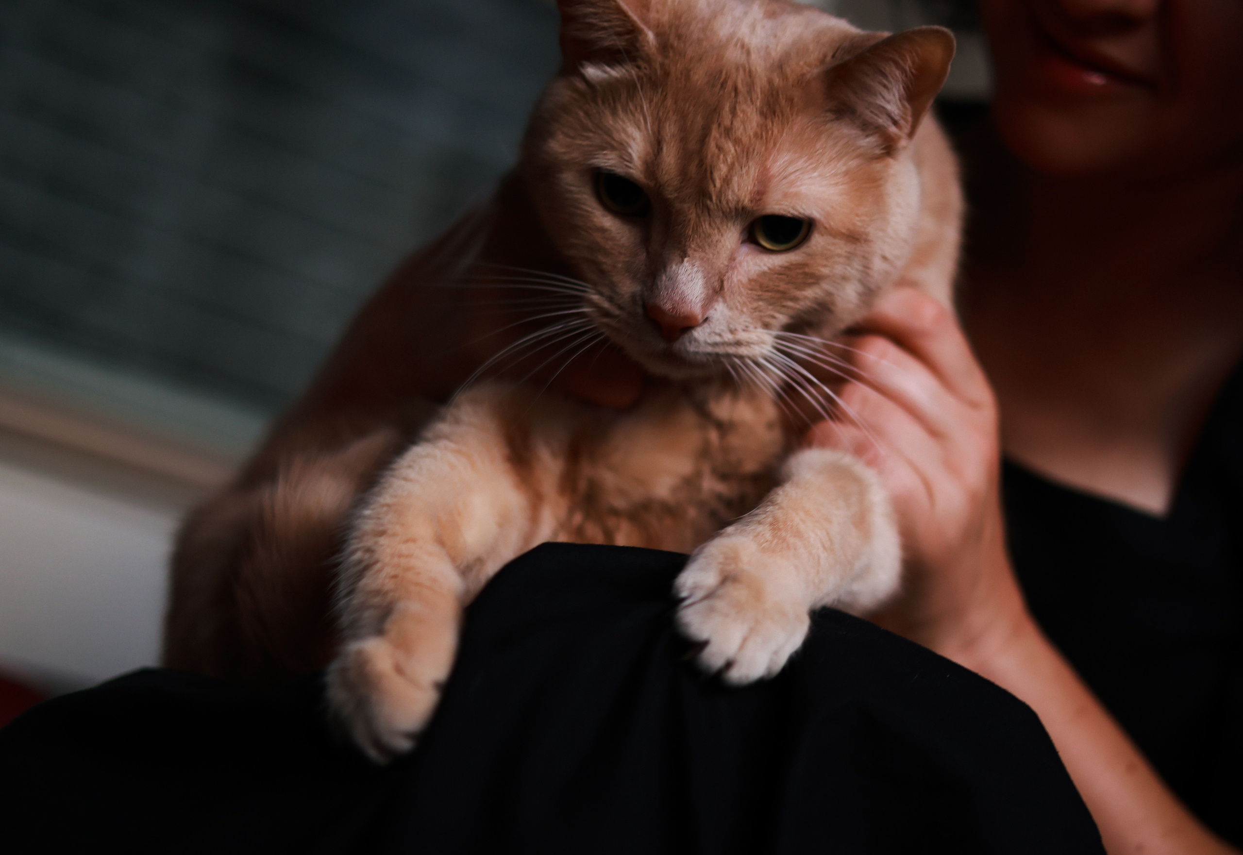 Individual photo session with a pet. Yana Bobrova | Artistic Photography