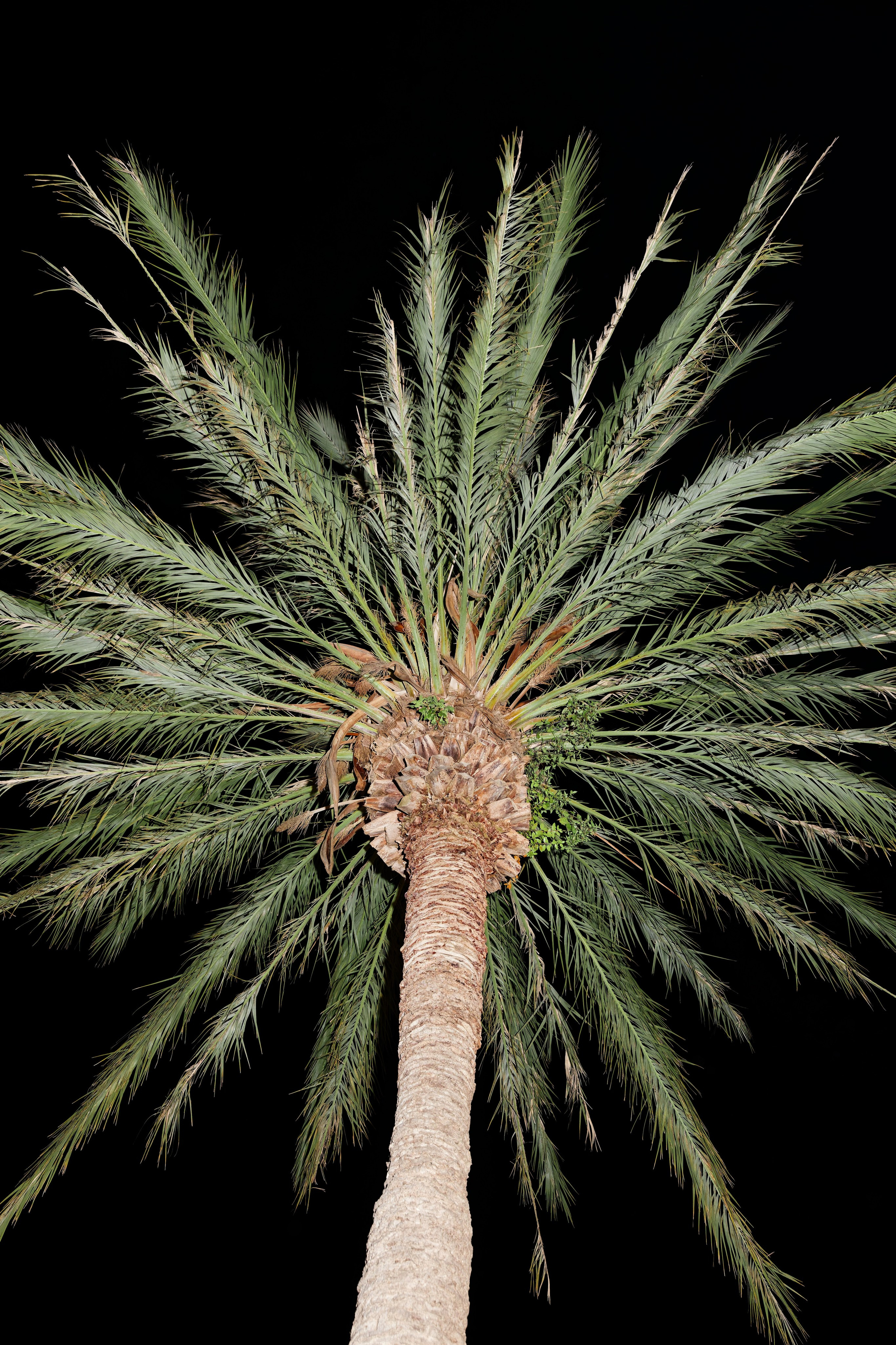 Wedding of Gracie & Joe at Gran Villa Rosa, Barcelona