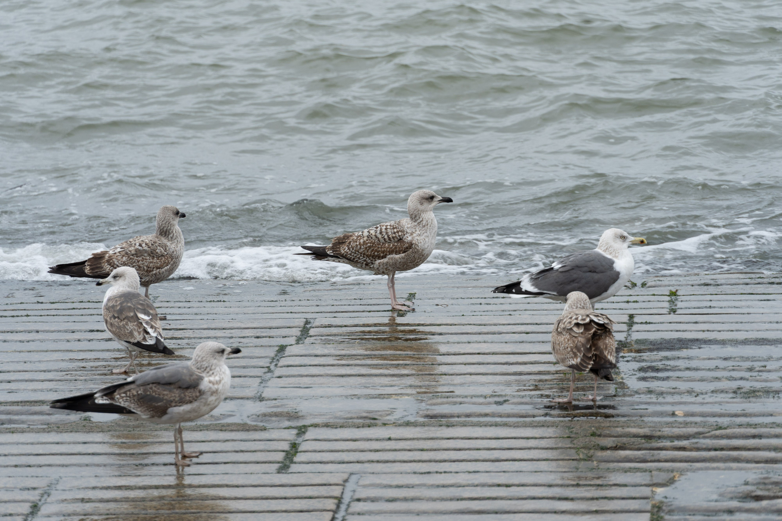 Lisabona 2025. Fotografiideplacere.net