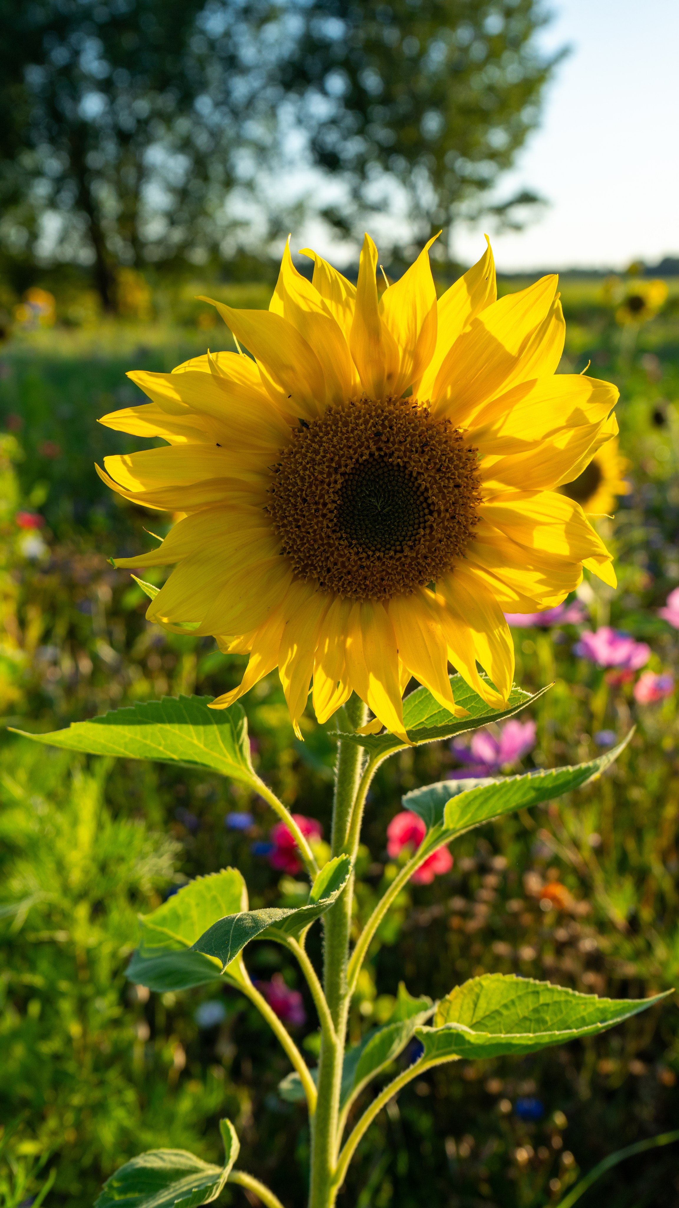 Whispers of Estonia. Photography | Videography | Marketing