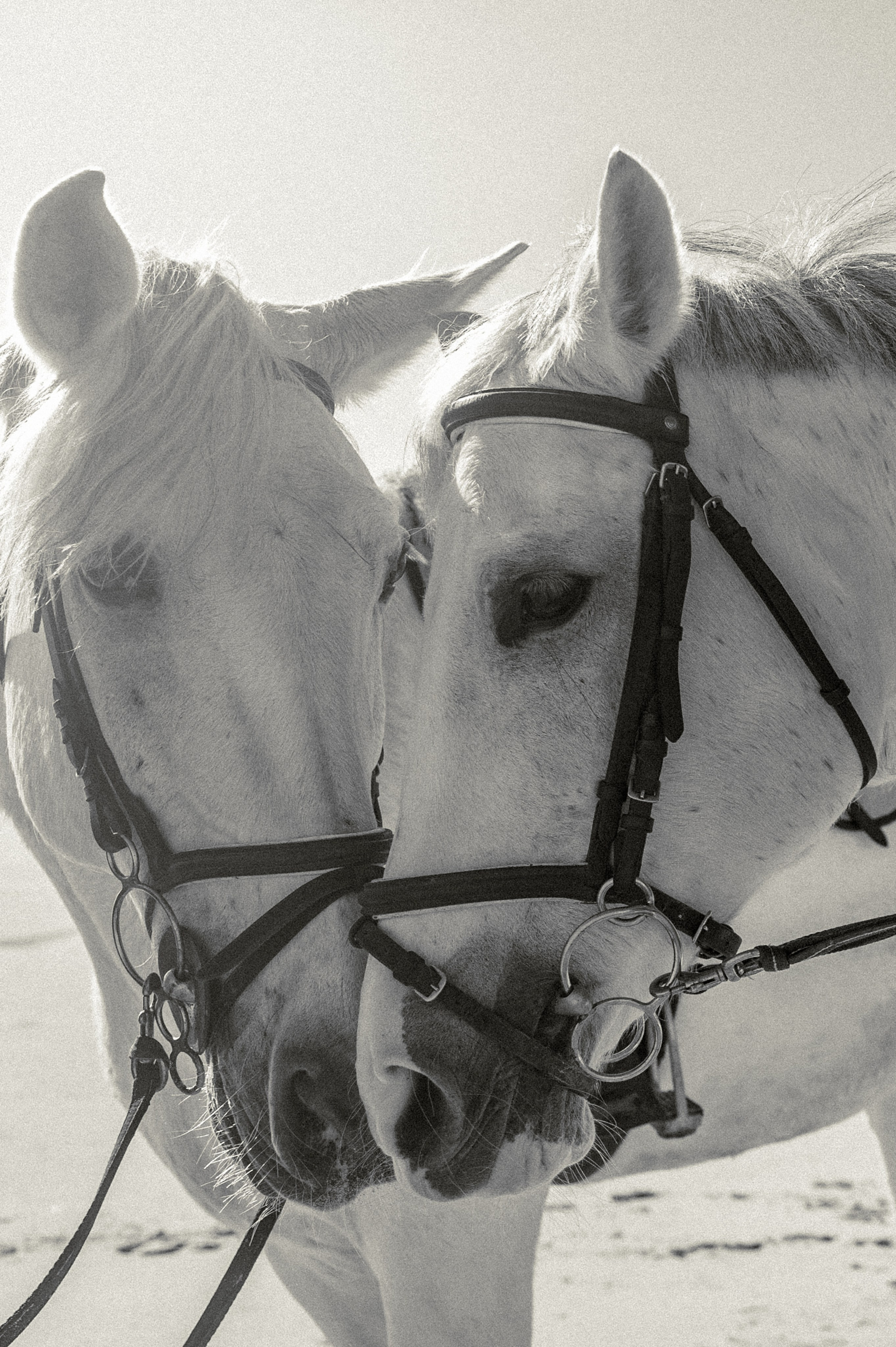 Dream. Wedding and commercial photographer