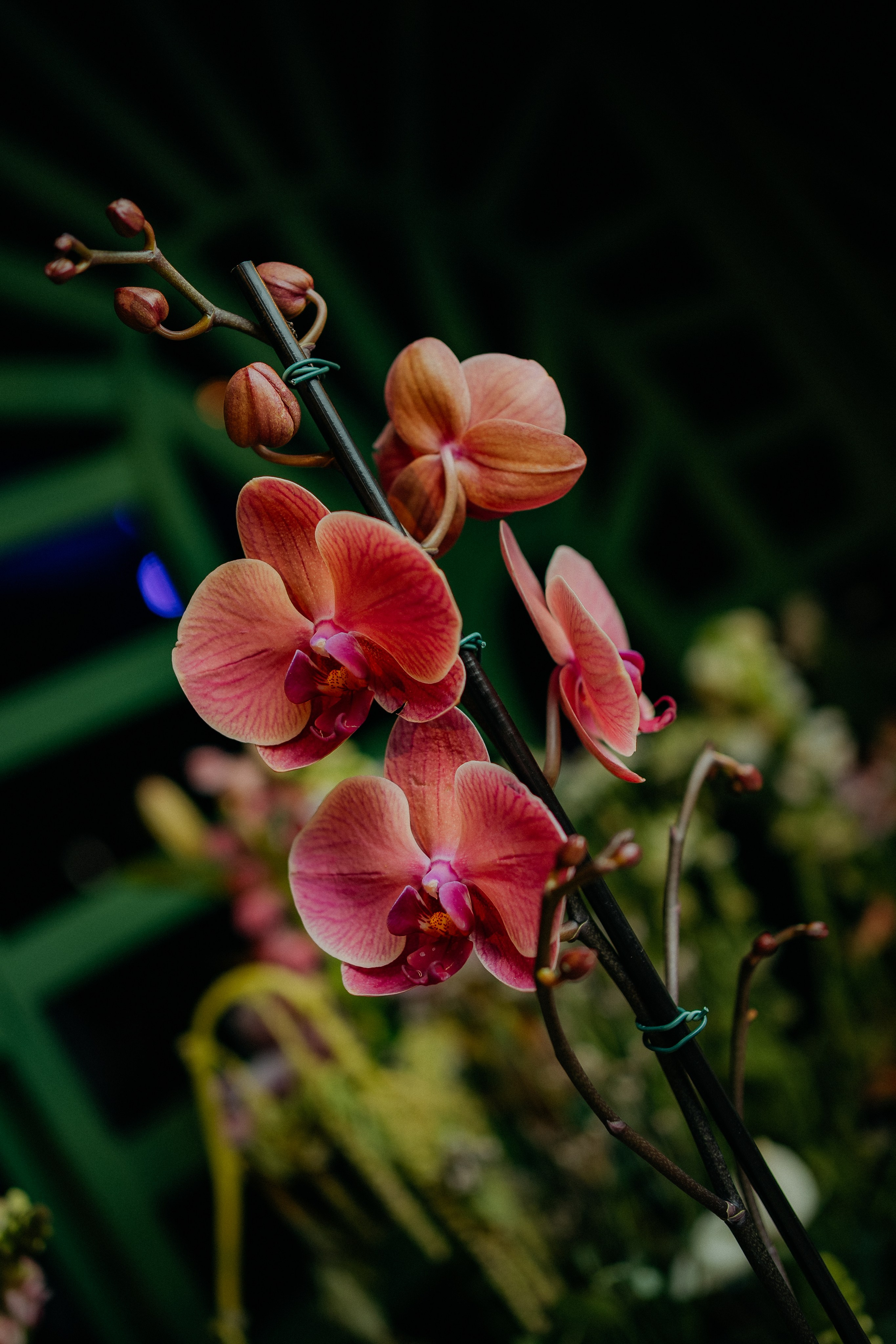 Jessica e Anna Luiza (matrimonio). Principal