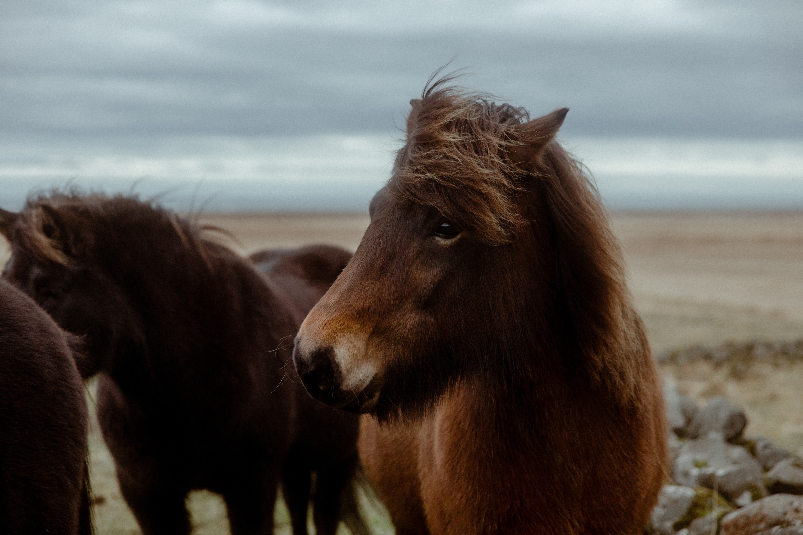 Elopement at Snaefellsnes Iceland | Wedding photos with Icelandic horses. Iceland elopement photographer & videographer