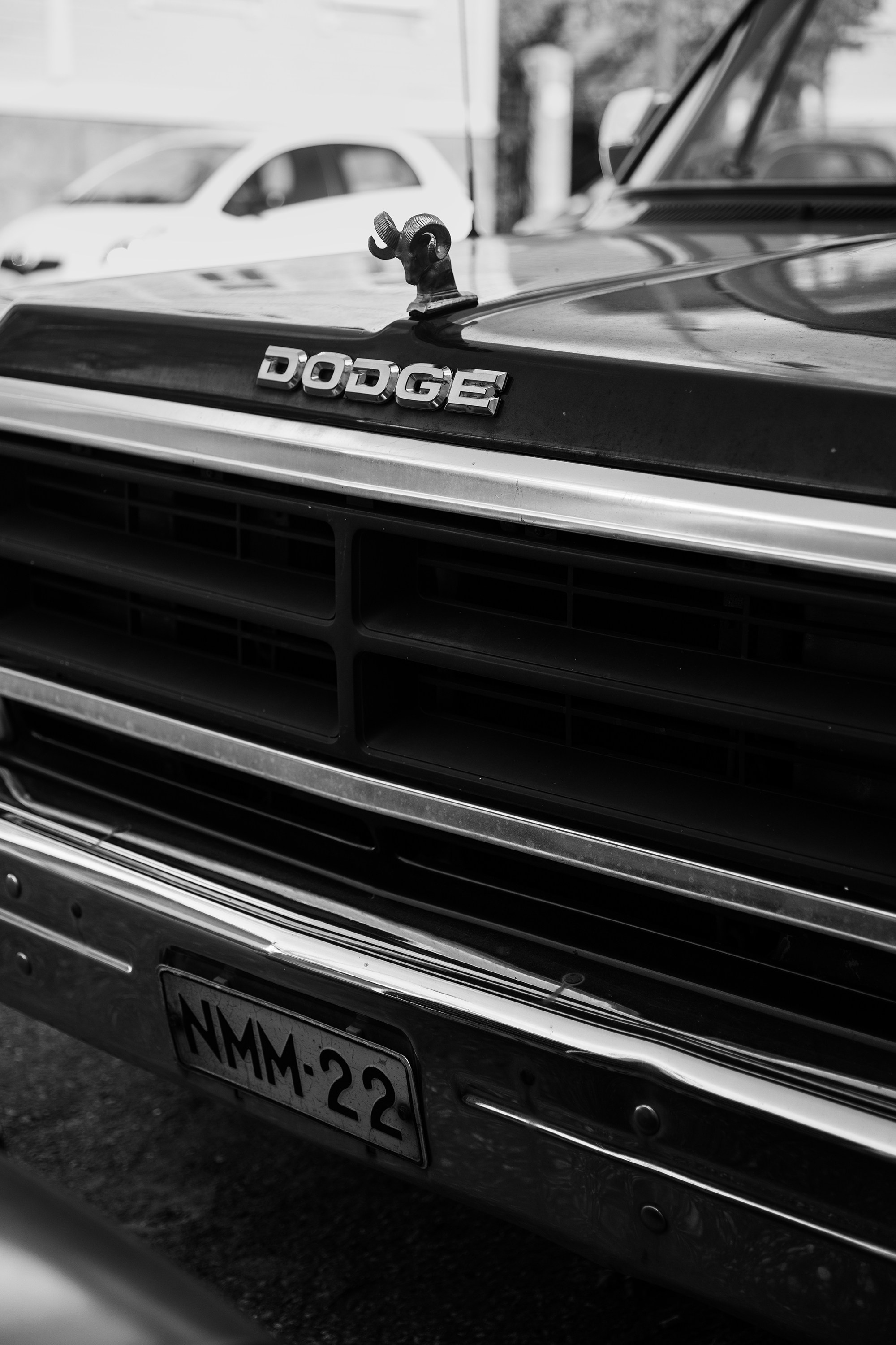 Turku. Kaja | fotograf psów we Wrocławiu