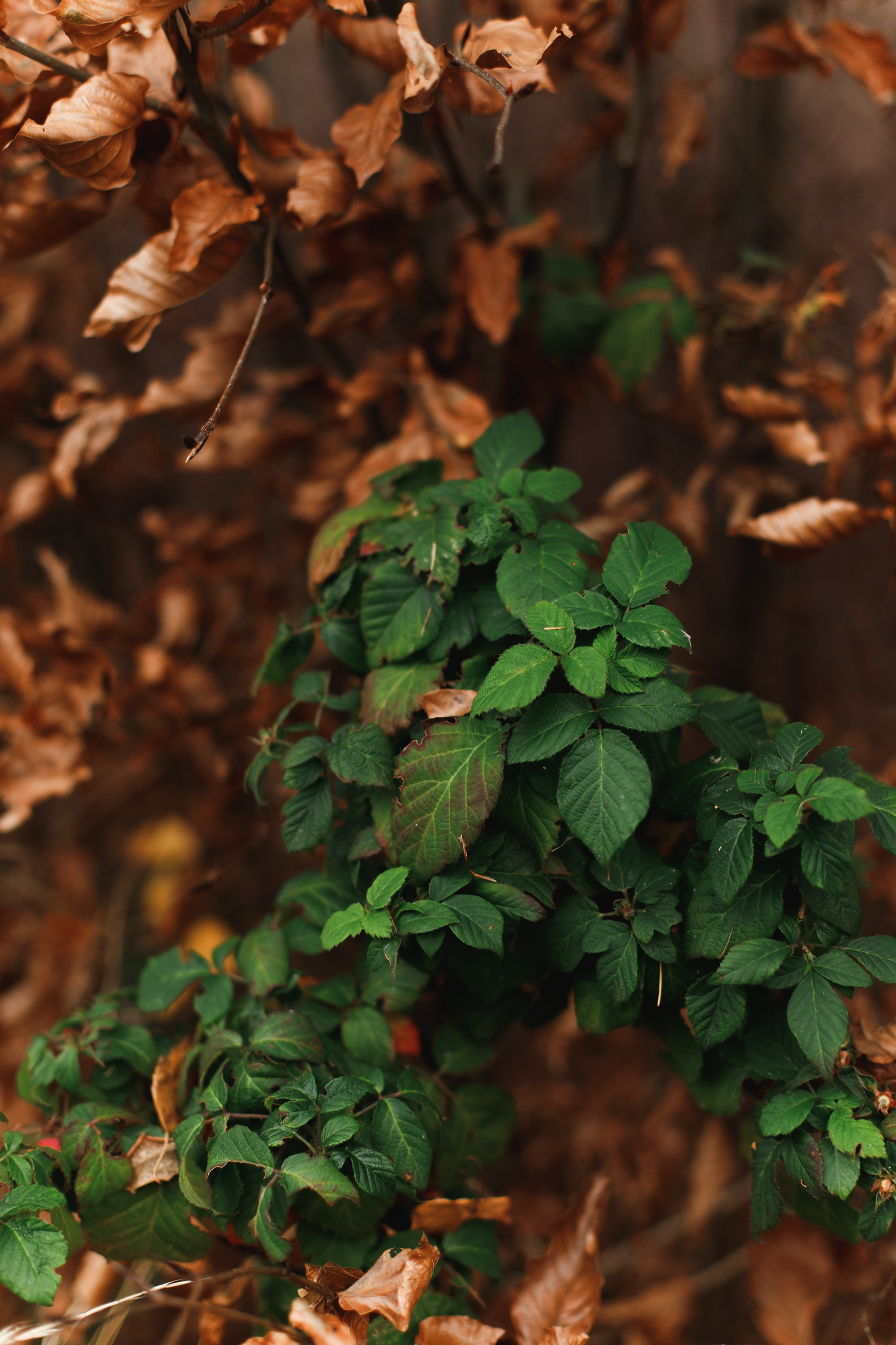 Sowie góry. Kaja | fotograf we Wrocławiu | ludzie i psy