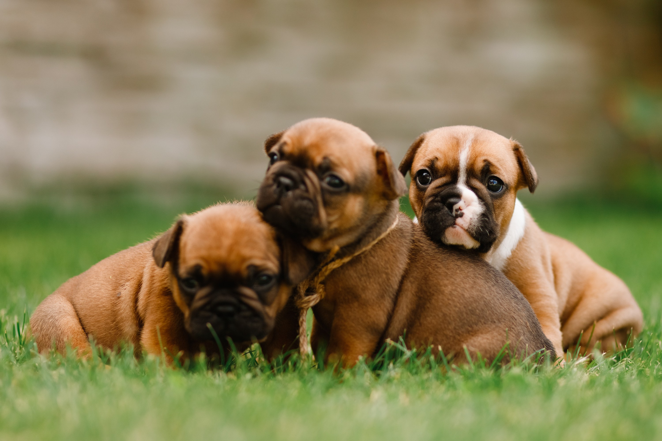 French bulldog puppies. Kaja | fotograf we Wrocławiu | ludzie i psy