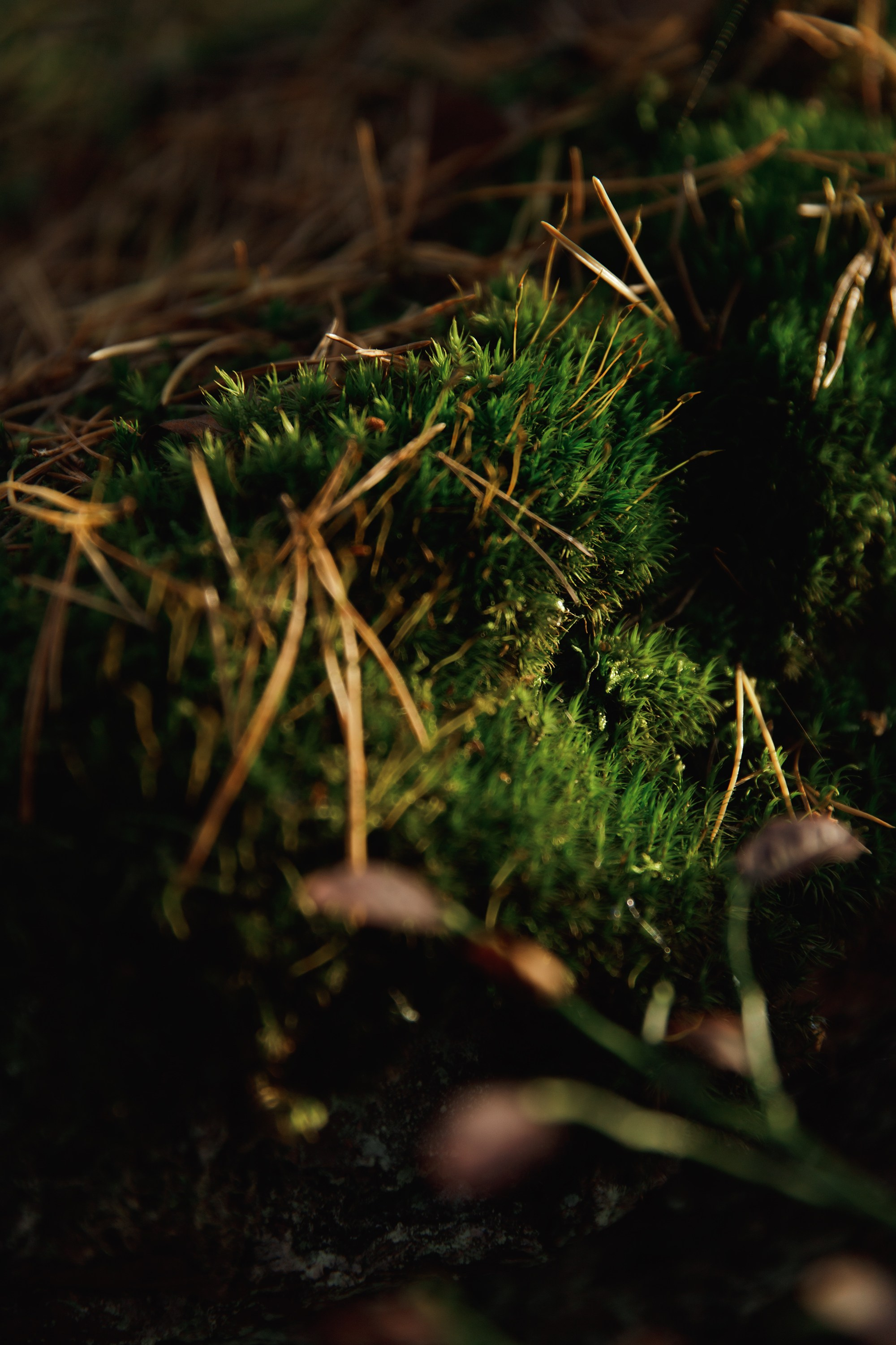 Turku. Kaja | fotograf psów we Wrocławiu