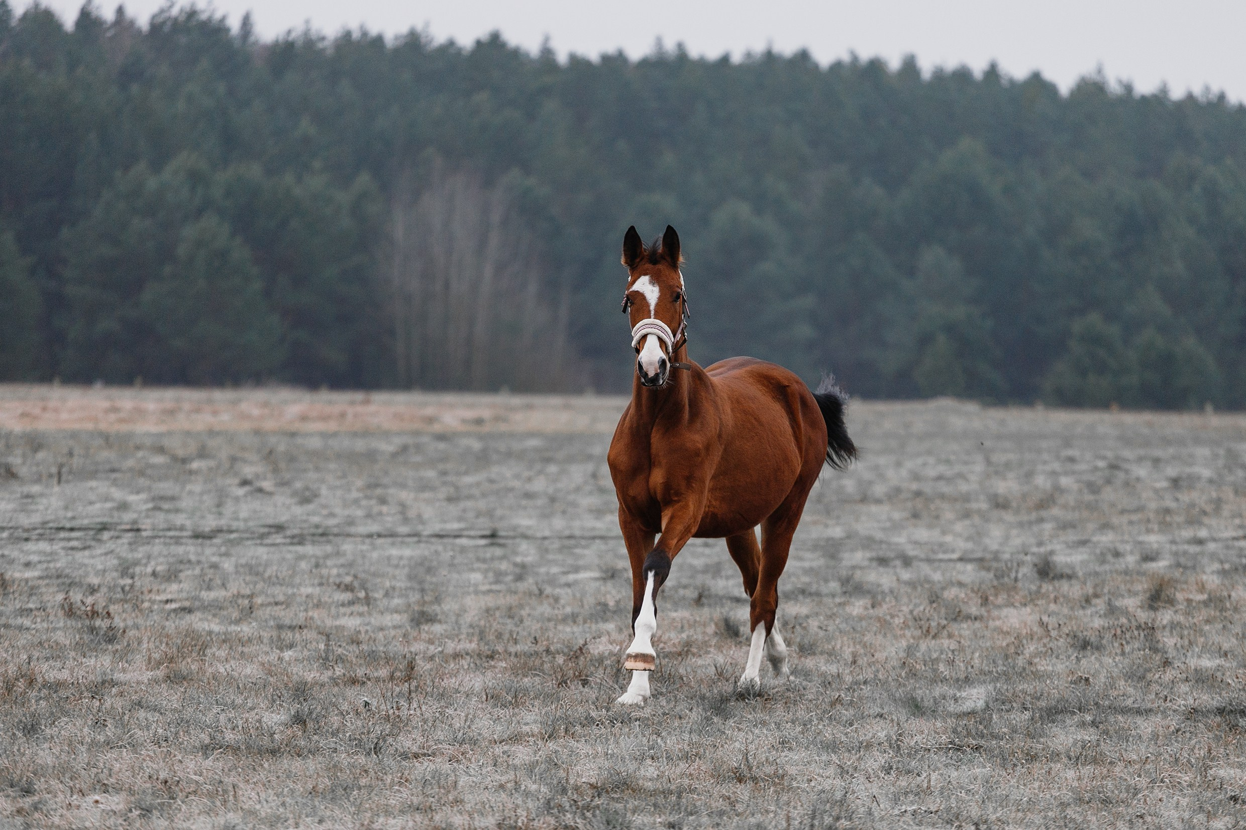 Aibike | winter. Kaja | fotograf psów we Wrocławiu