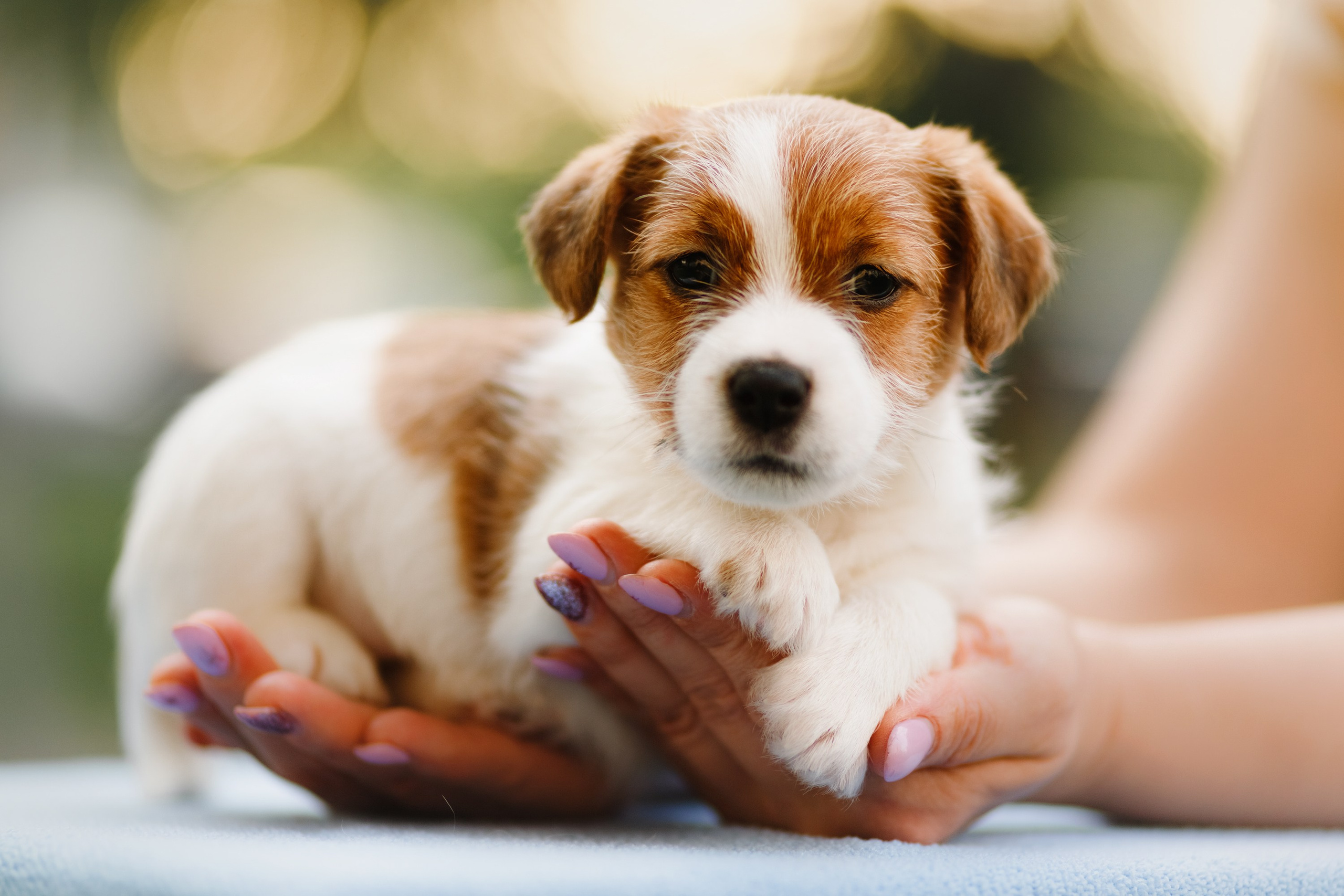 Jack russel puppies. Kaja | fotograf we Wrocławiu | ludzie i psy